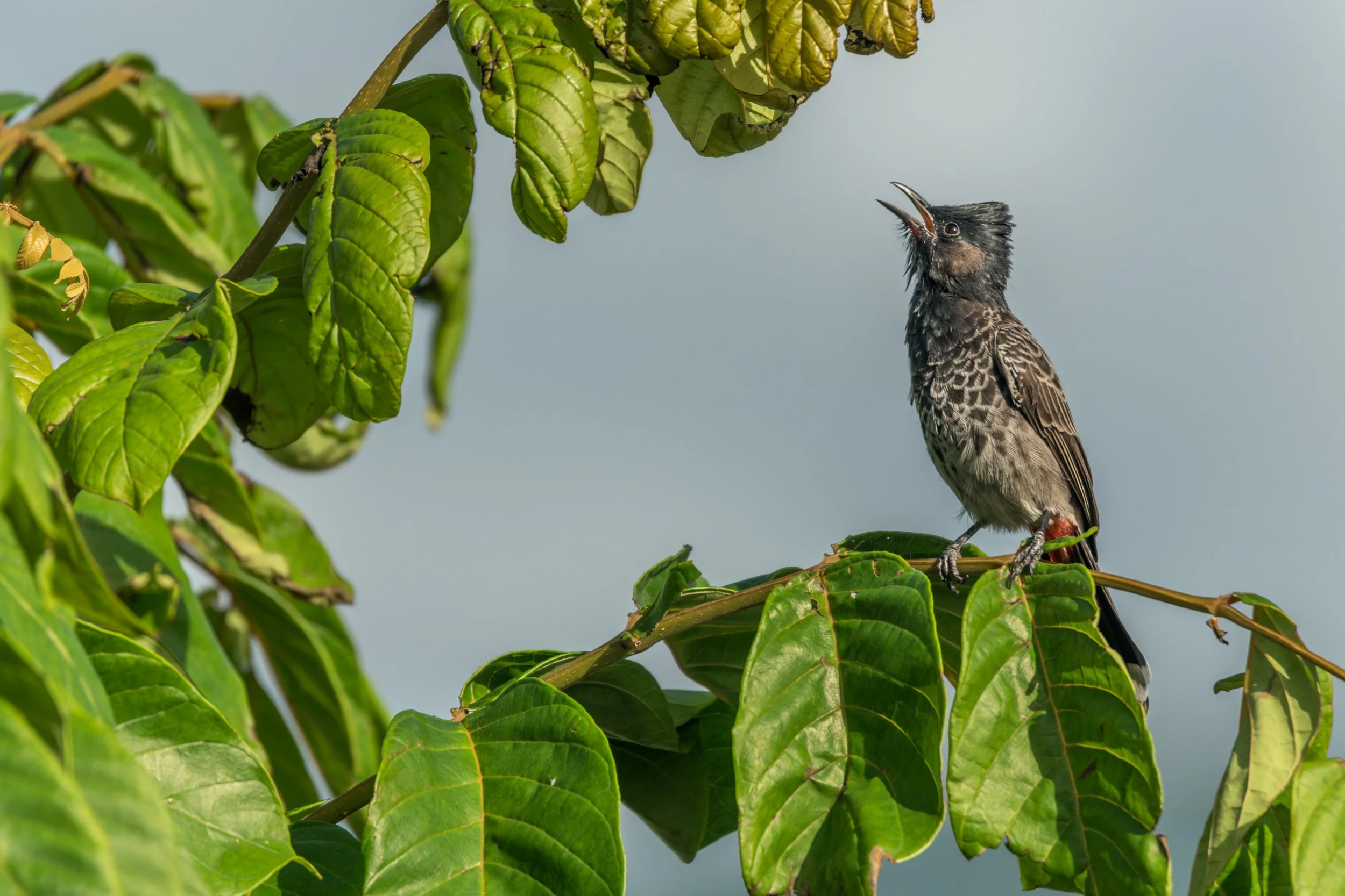 Red-vented Bulbul in Fiji 