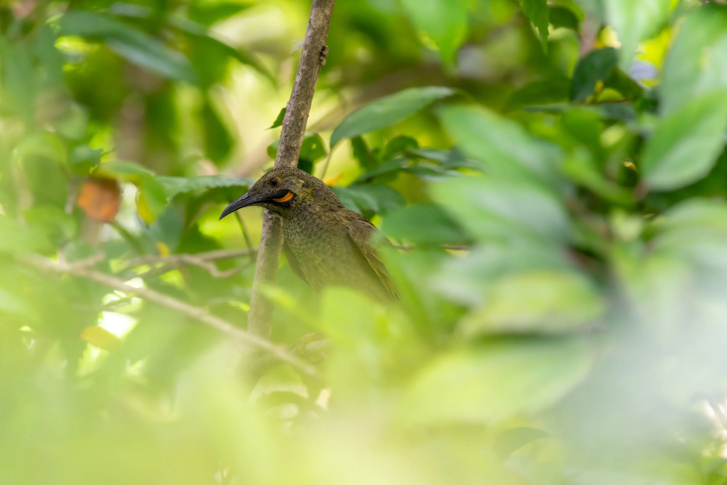 Western-Wattled Honeyeater