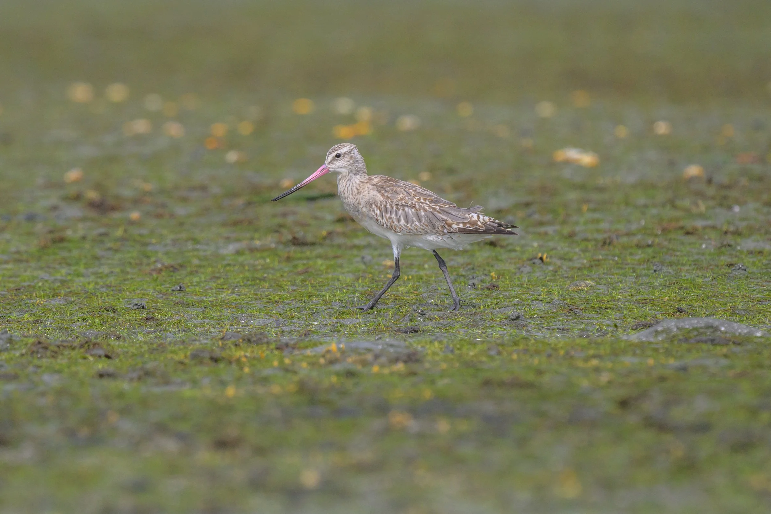 Bat-tailed Godwit in Fiji 