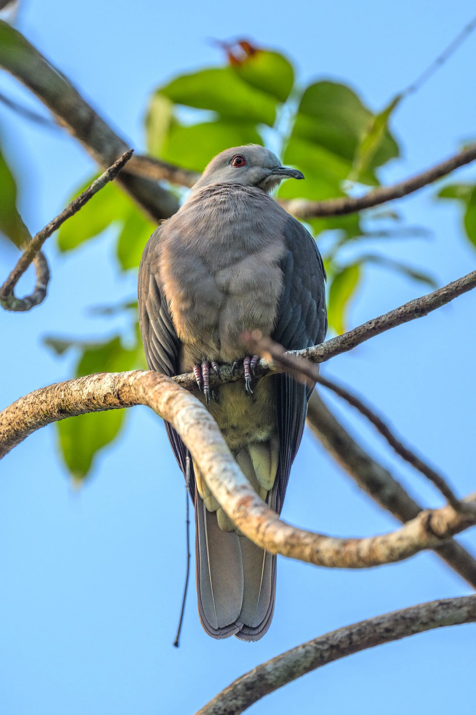 A bird perched on a tree branch against a blue sky background.