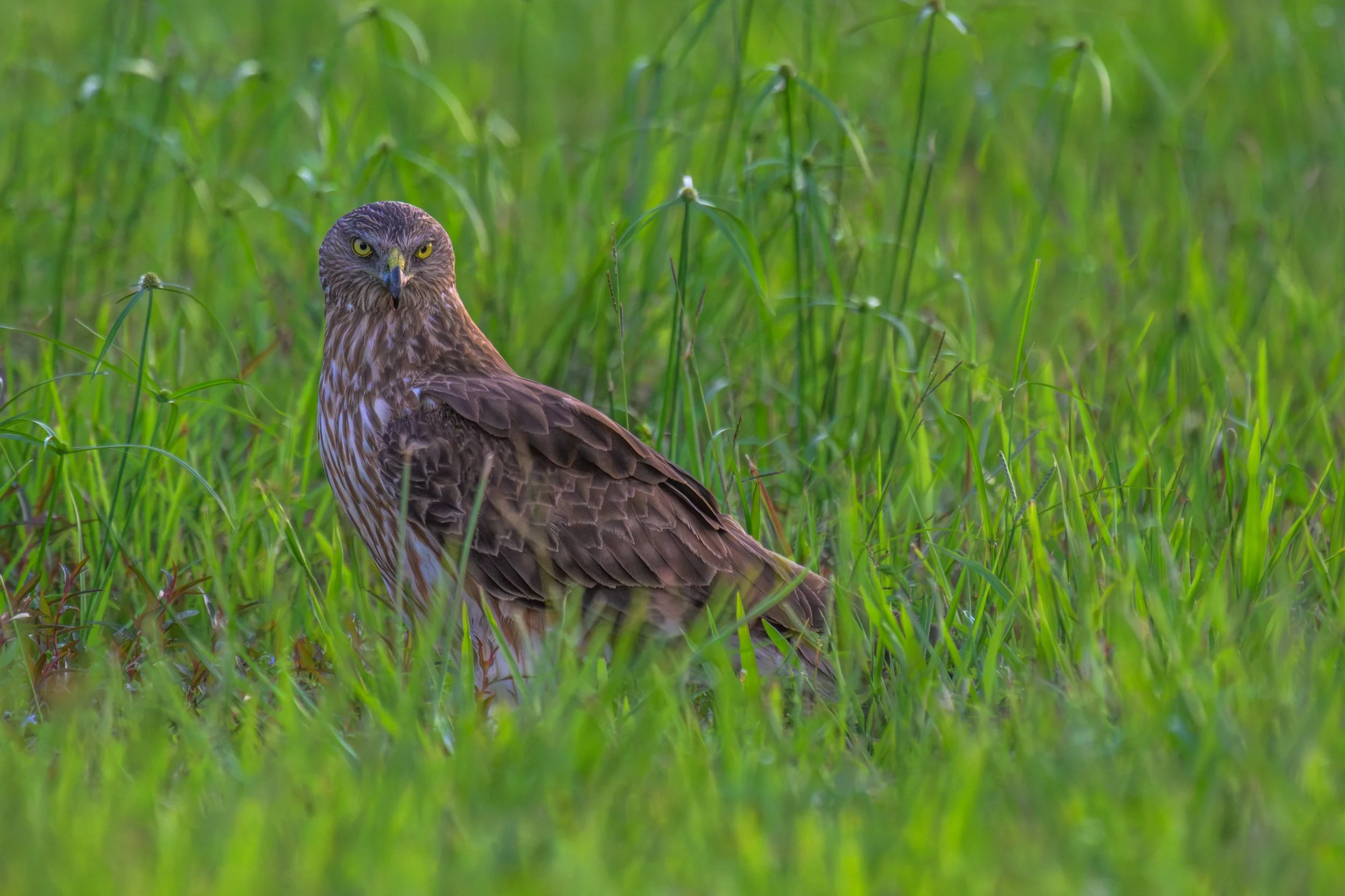 Swamp Harrier in Fiji