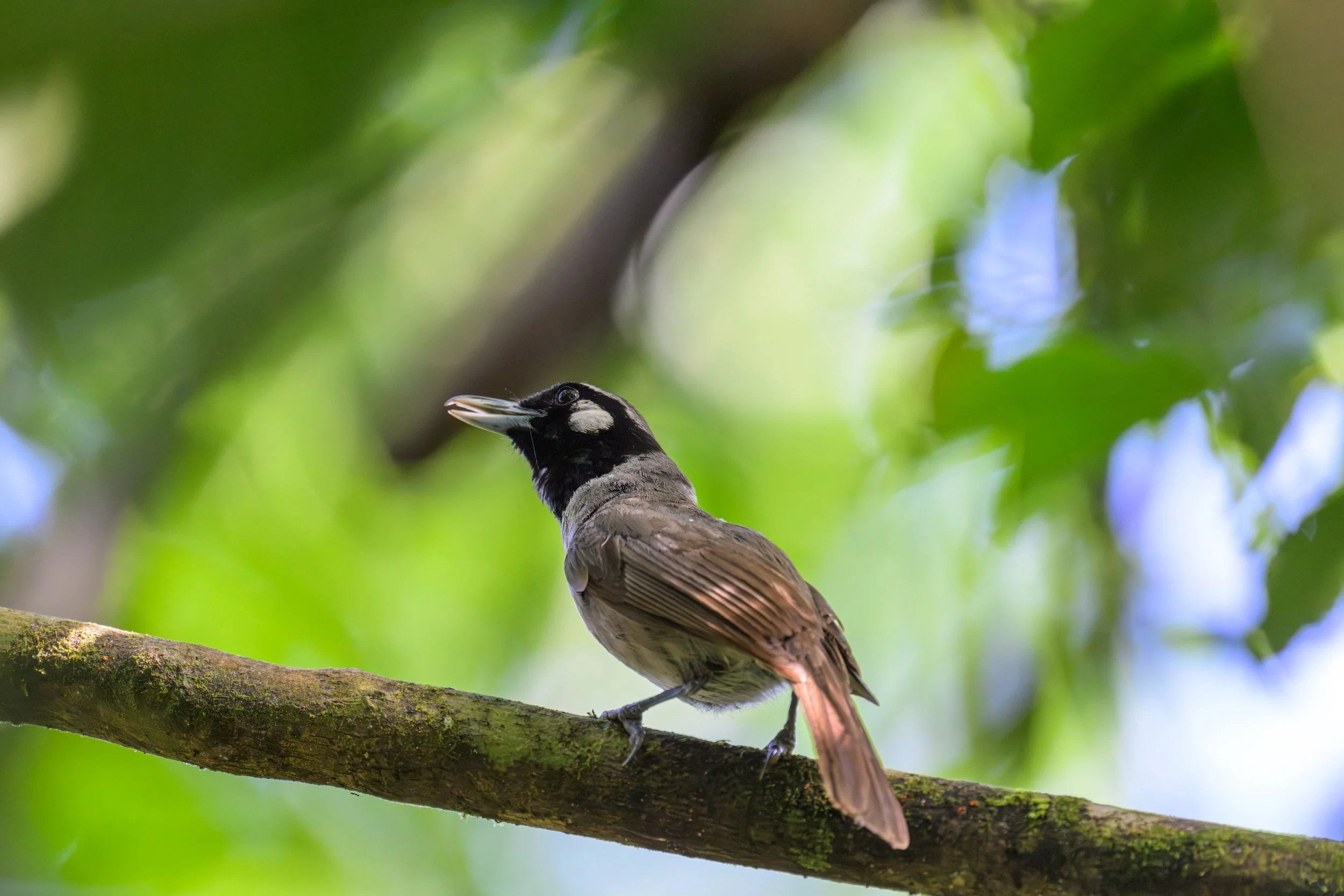 A bird with a black head and brown body perched on a tree branch.