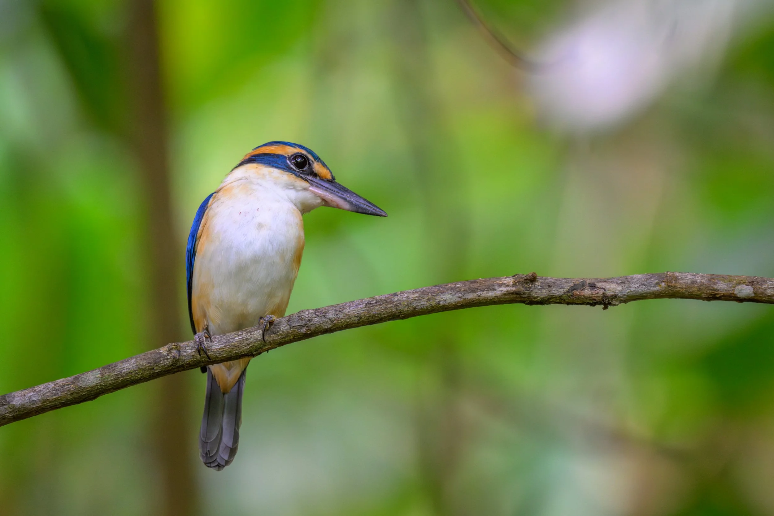 Pacific Kingfisher in Fiji 