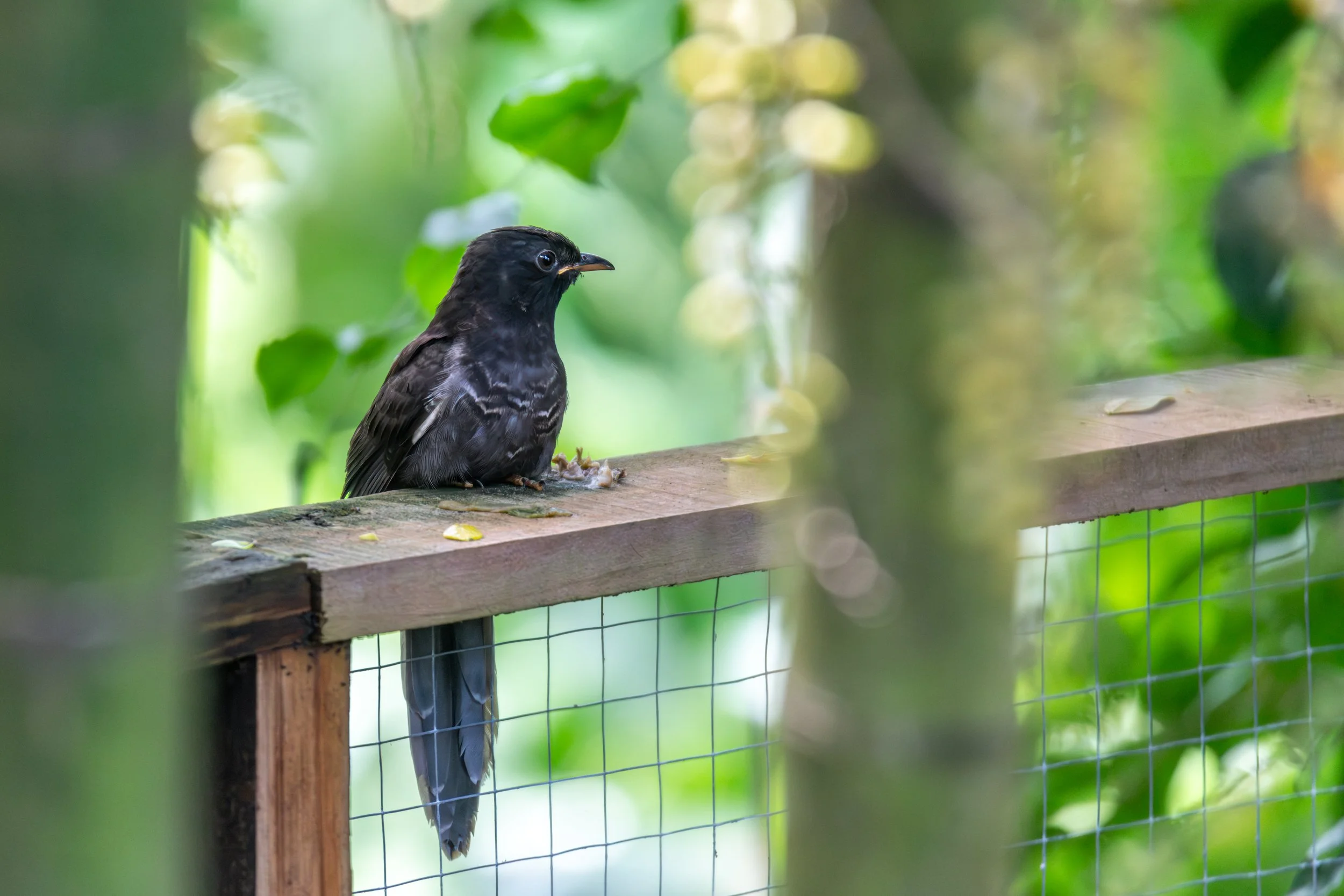 A black bird with a small beak sitting on a wooden perch, surrounded by green foliage, with a wire mesh below.