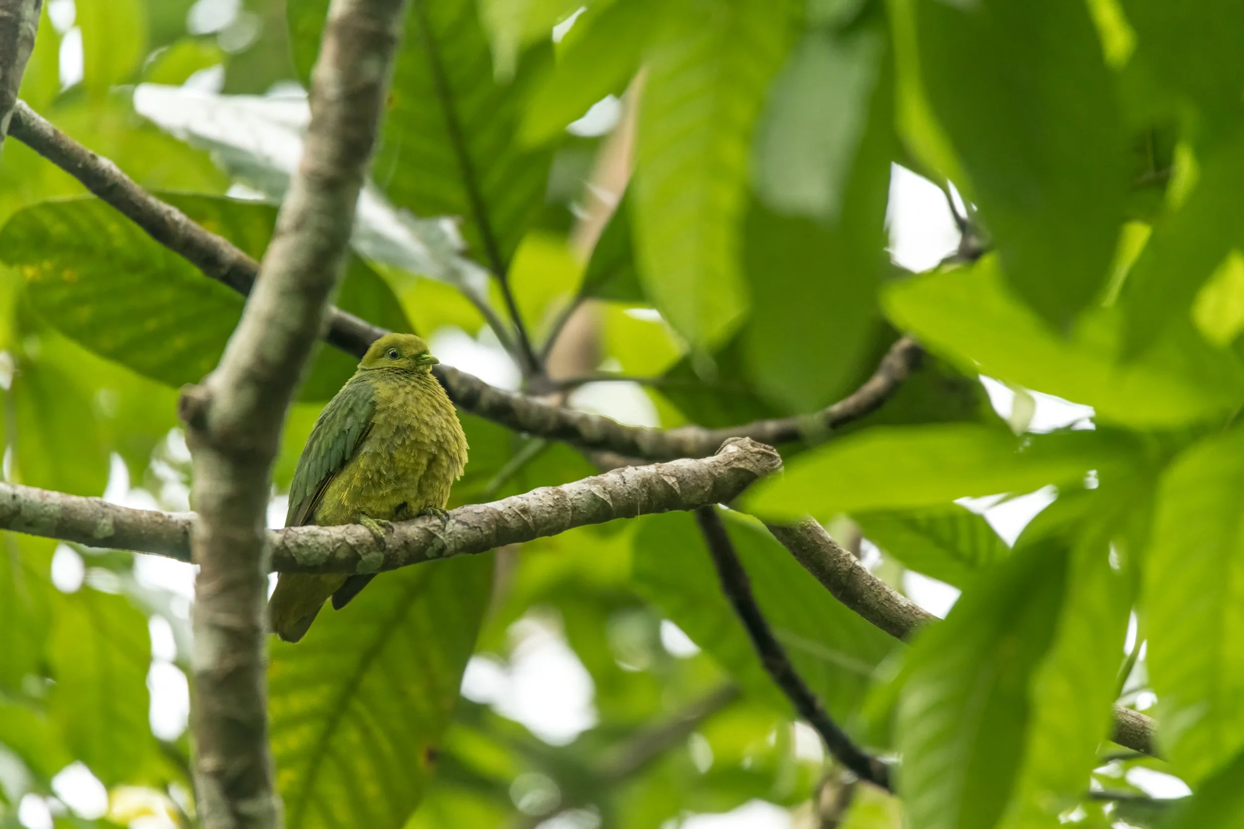 A small green bird perched on a tree branch surrounded by green leaves.