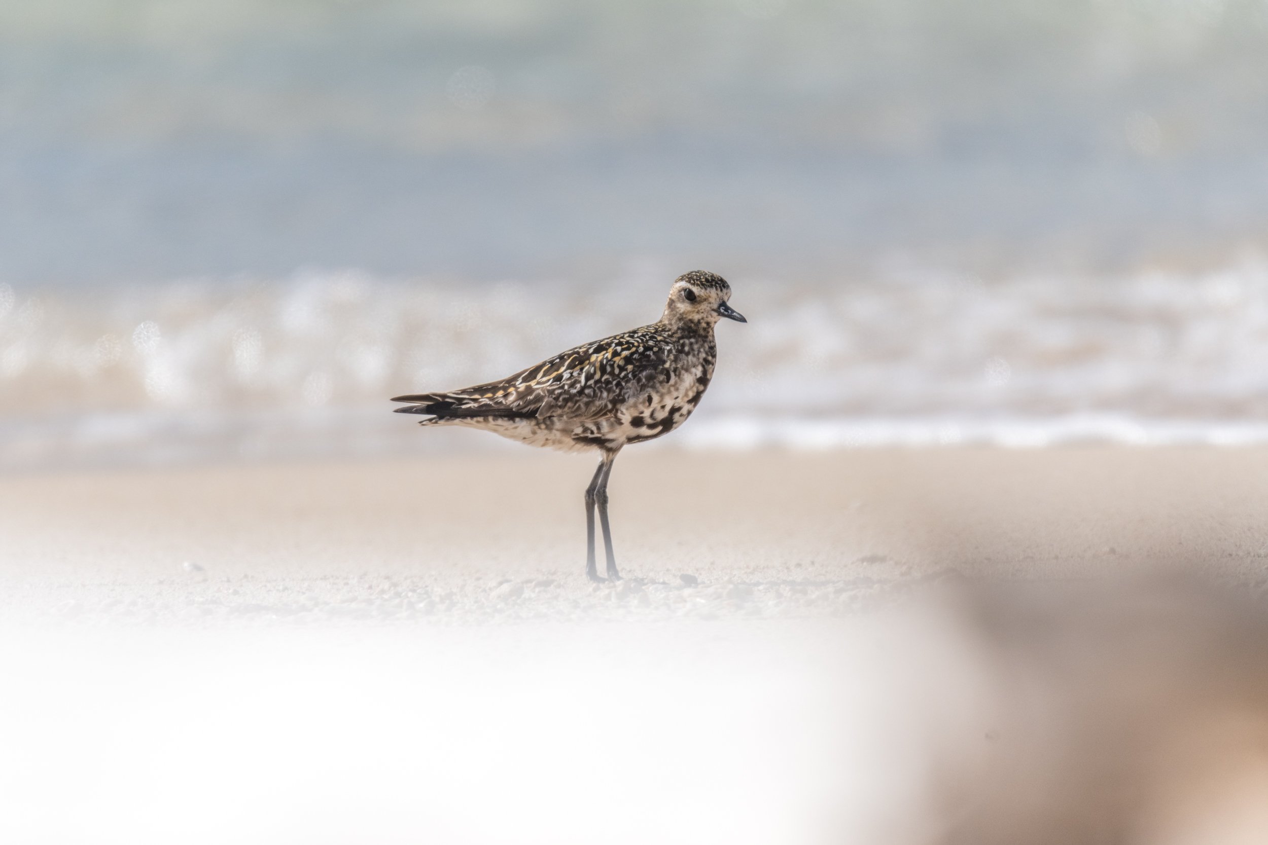 Pacific Golden Plover in Fiji