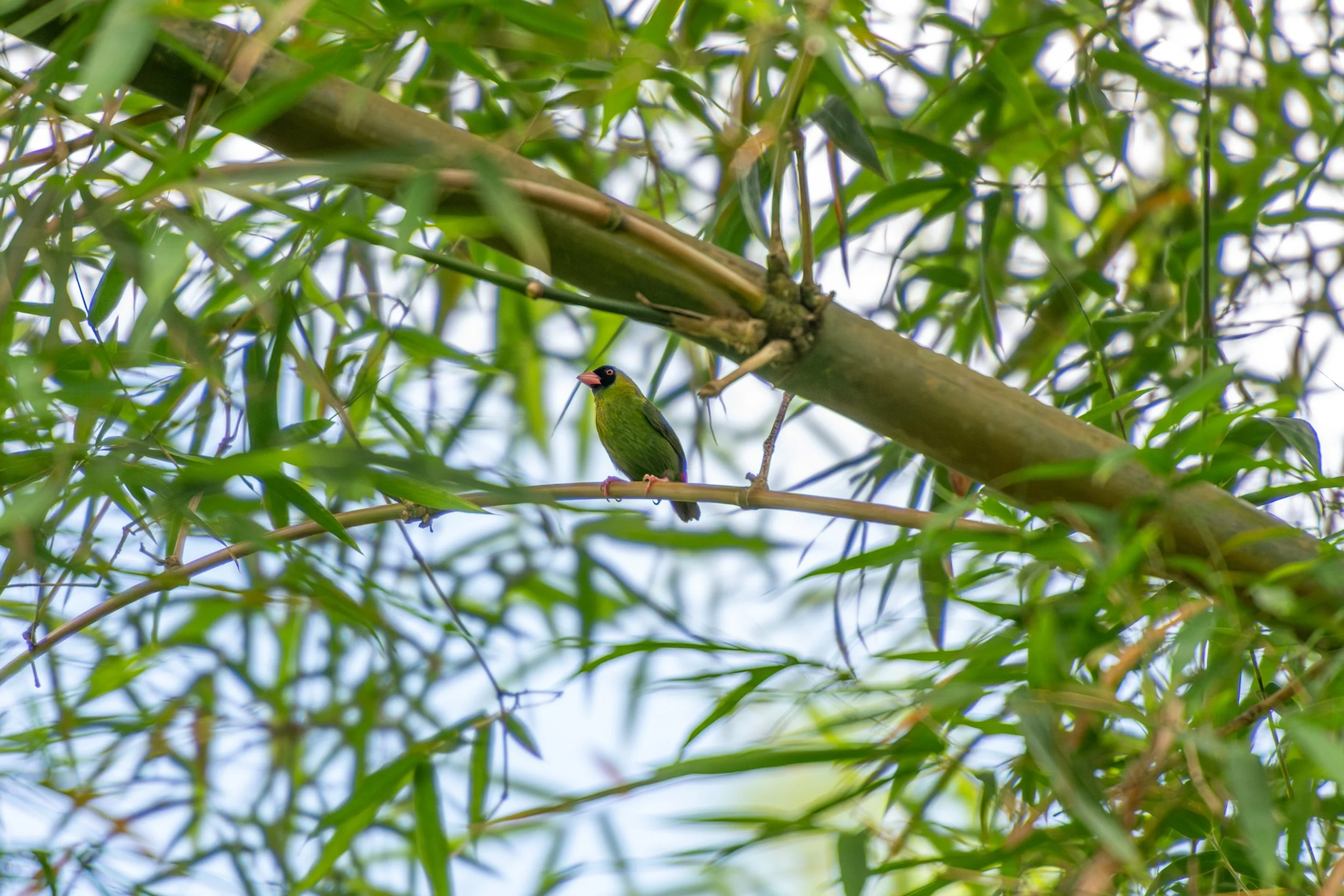 Pink-billed Parrotfinch