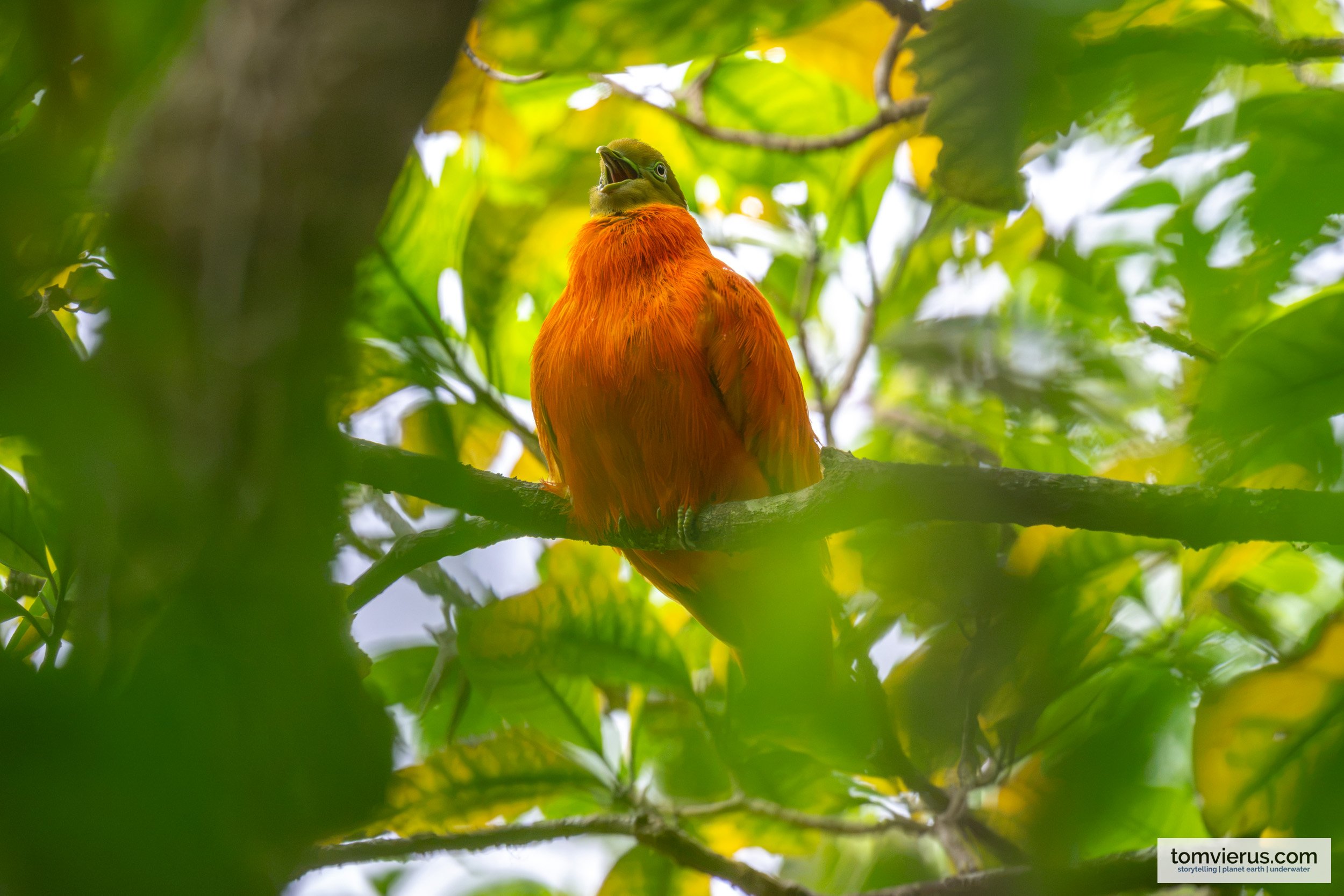 Birding in Fiji: My First Private Bird Photography Trip