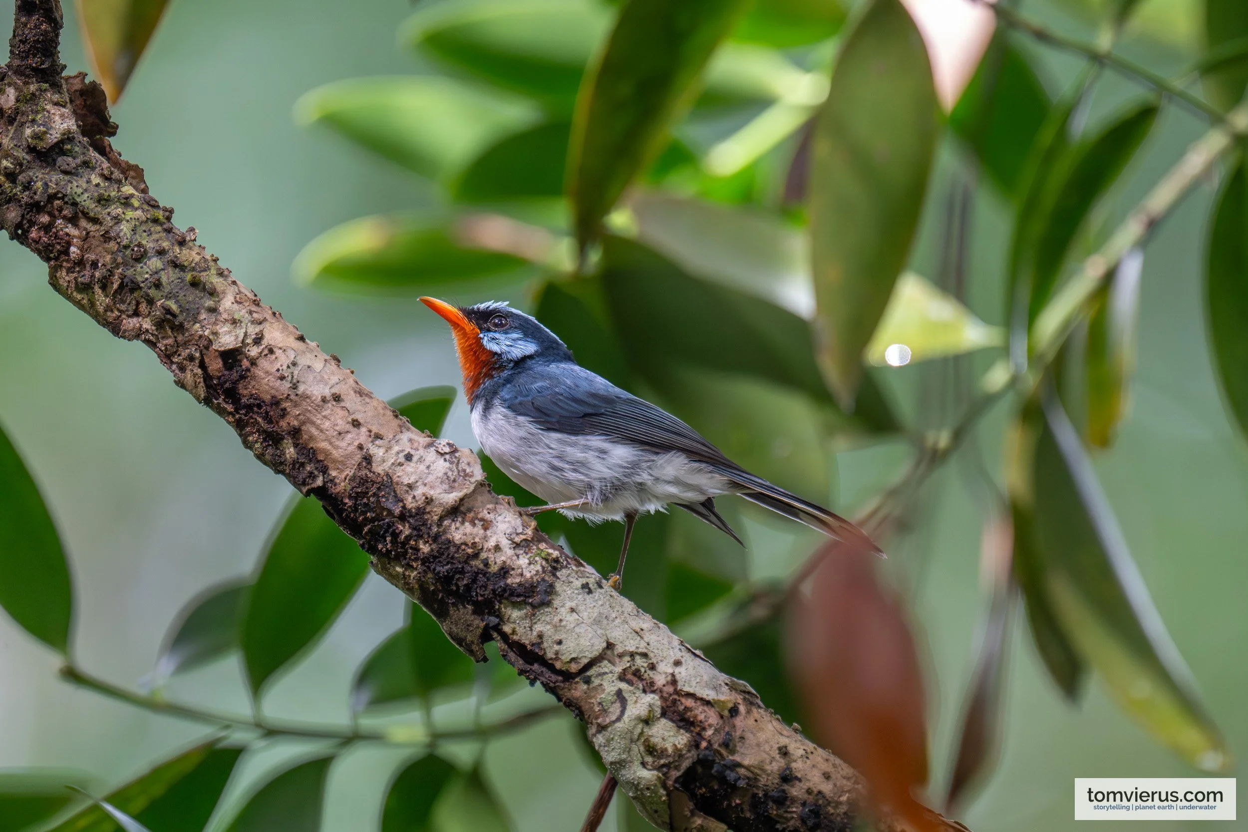 Birds of Colo-i-Suva Forest Park: A Photographic Guide to Fiji's Rainforest Birds
