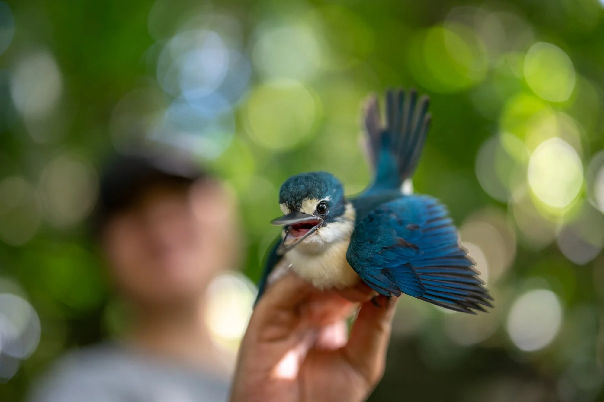 Birdlife International_Tom Vierus_Manumea Expedition-4.jpg
