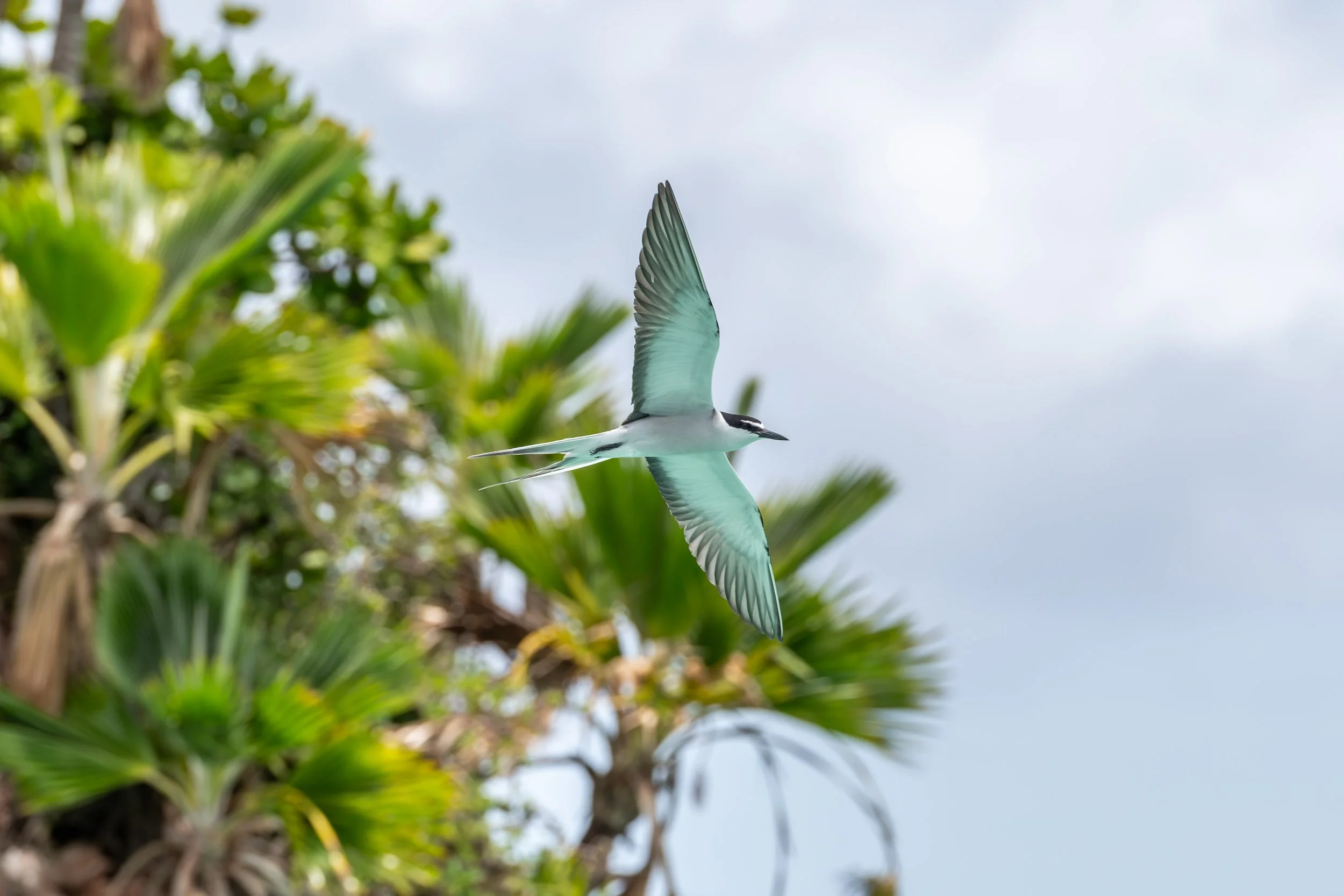 A Bridled Tern (Onychoprion anaethetus) flying above the lagoon at Fulaga in Fiji’s southern Lau Islands.