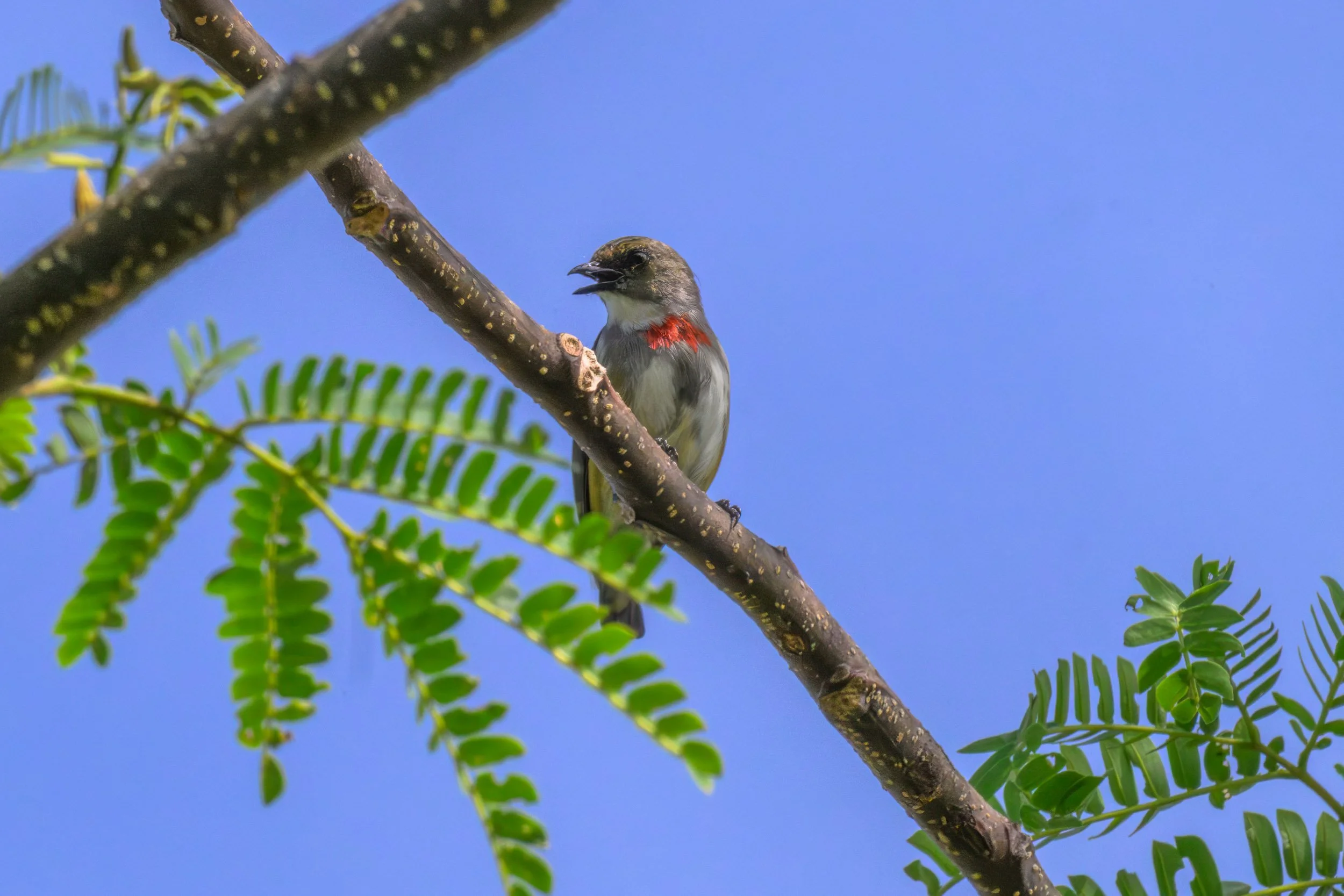 A male Red-banded Flowerpecker (Dicaeum eximium) perched in inland Pomio, East New Britain, Papua New Guinea. Endemic to the Bismarck Archipelago.