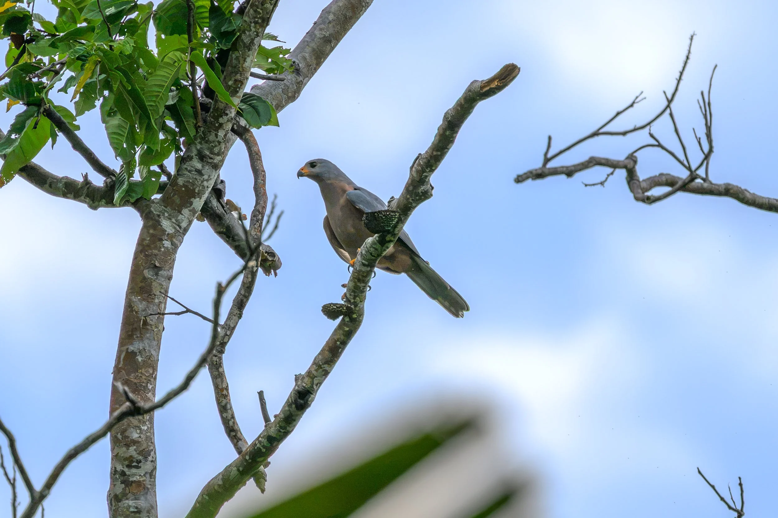 A Variable Goshawk (Tachyspiza hiogaster matthiae) perched on Mussau Island, New Ireland Province, Papua New Guinea. This subspecies is endemic to Mussau.