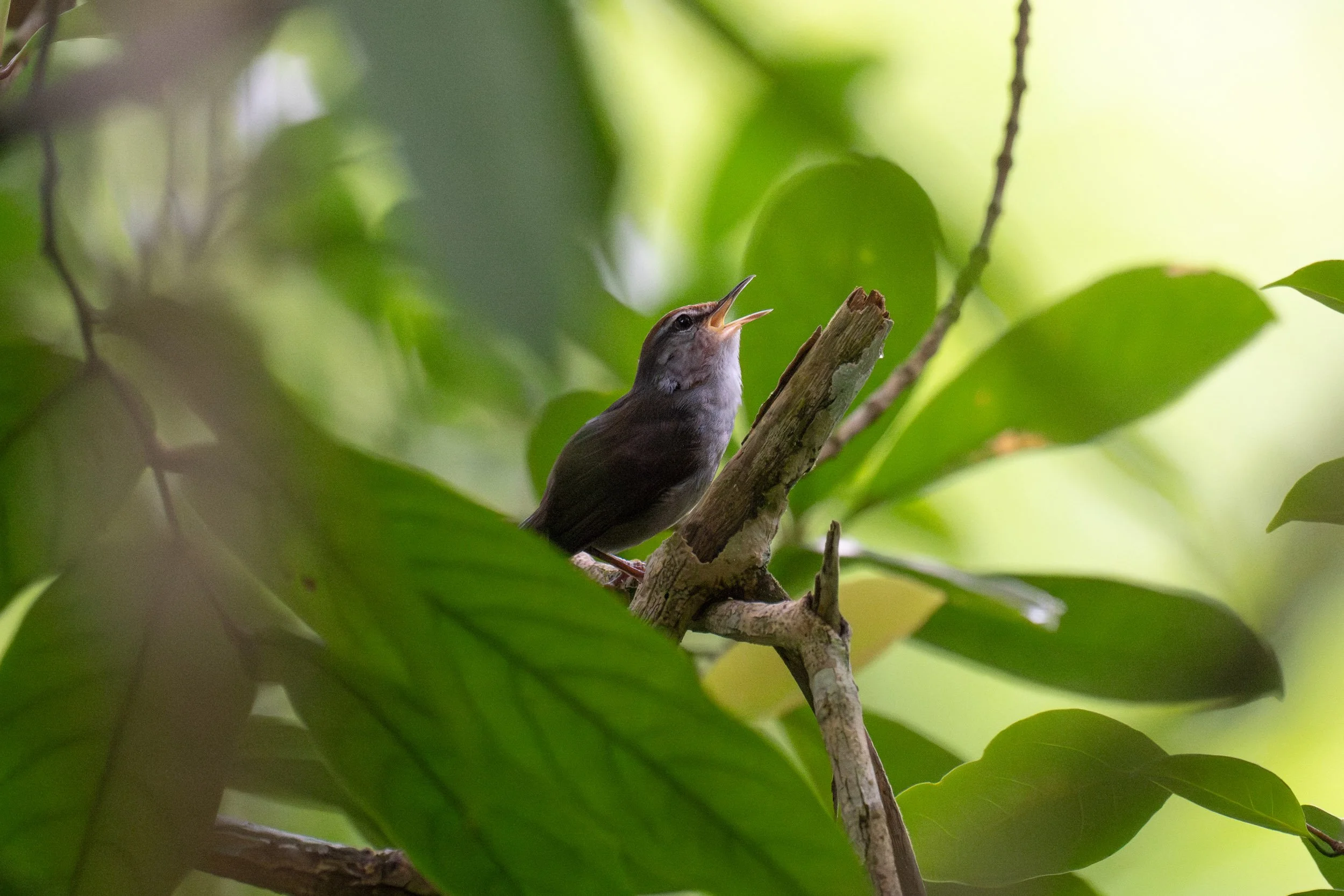 Fiji Bush-Warbler (Horornis ruficapilla), an endemic bird of Fiji photographed in Namosi on Viti Levu.