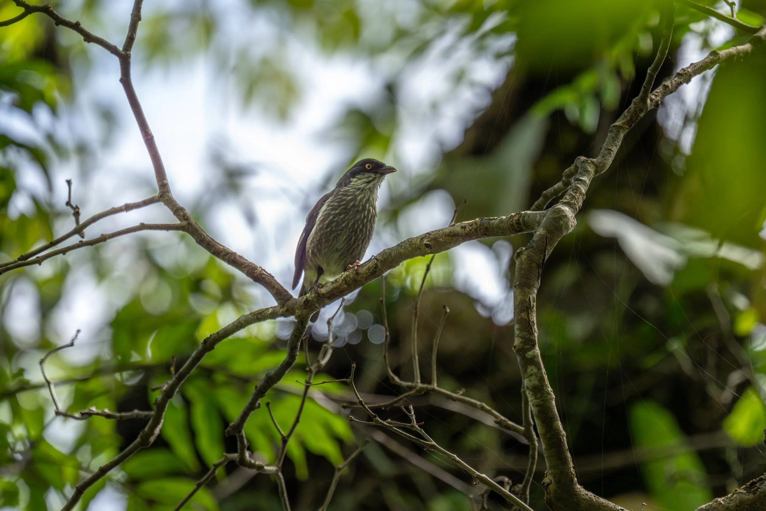 Polynesian Starling (Aplonis tabuensis) photographed on Upolu, Samoa.