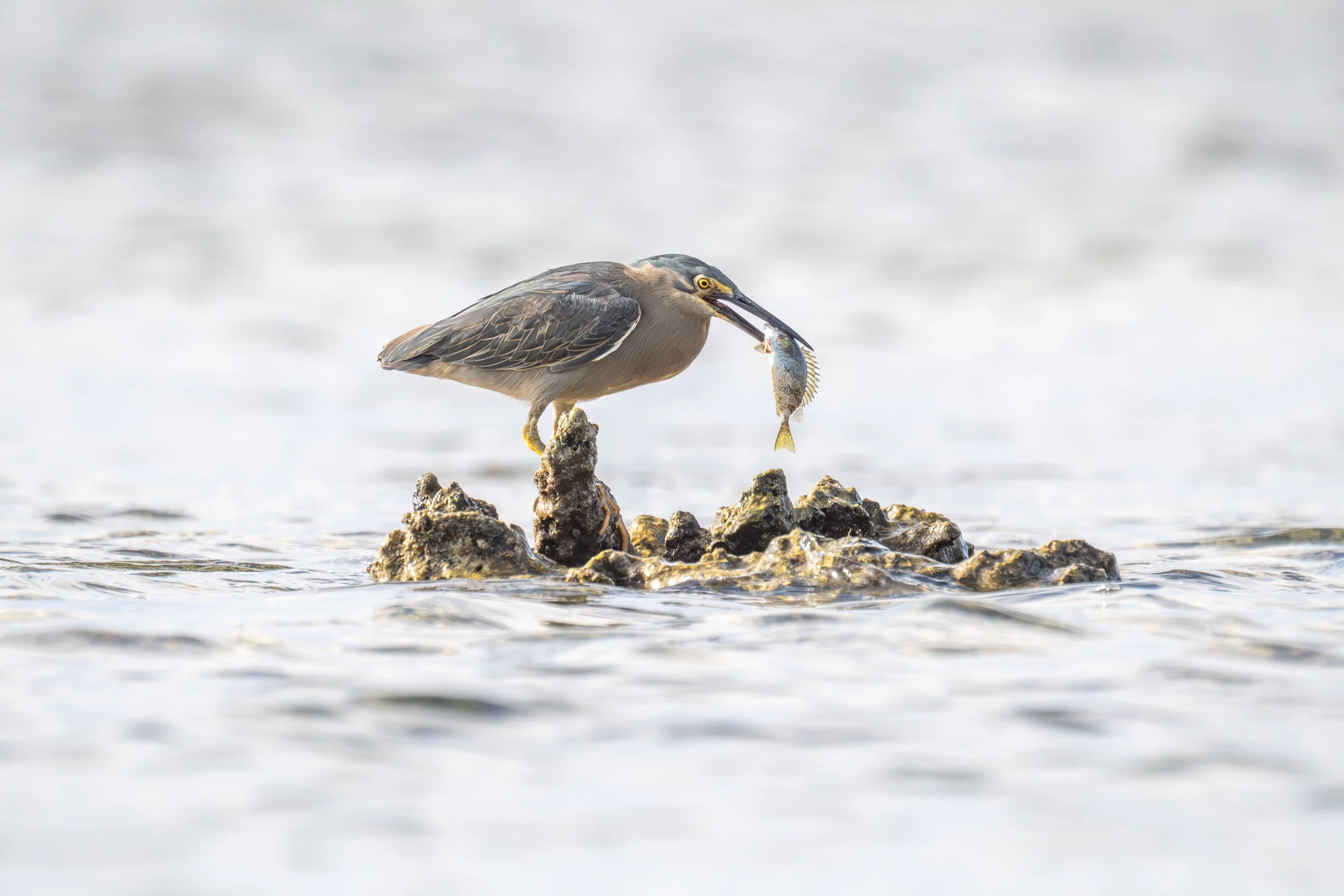 Mangrove heron on Taveuni, Fiji.