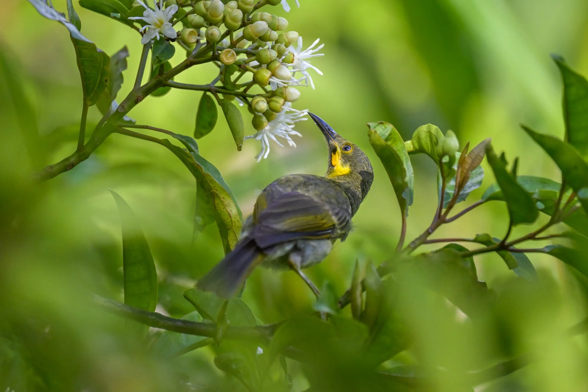 Birdlife International_Tom Vierus_Manumea Expedition-36.jpg