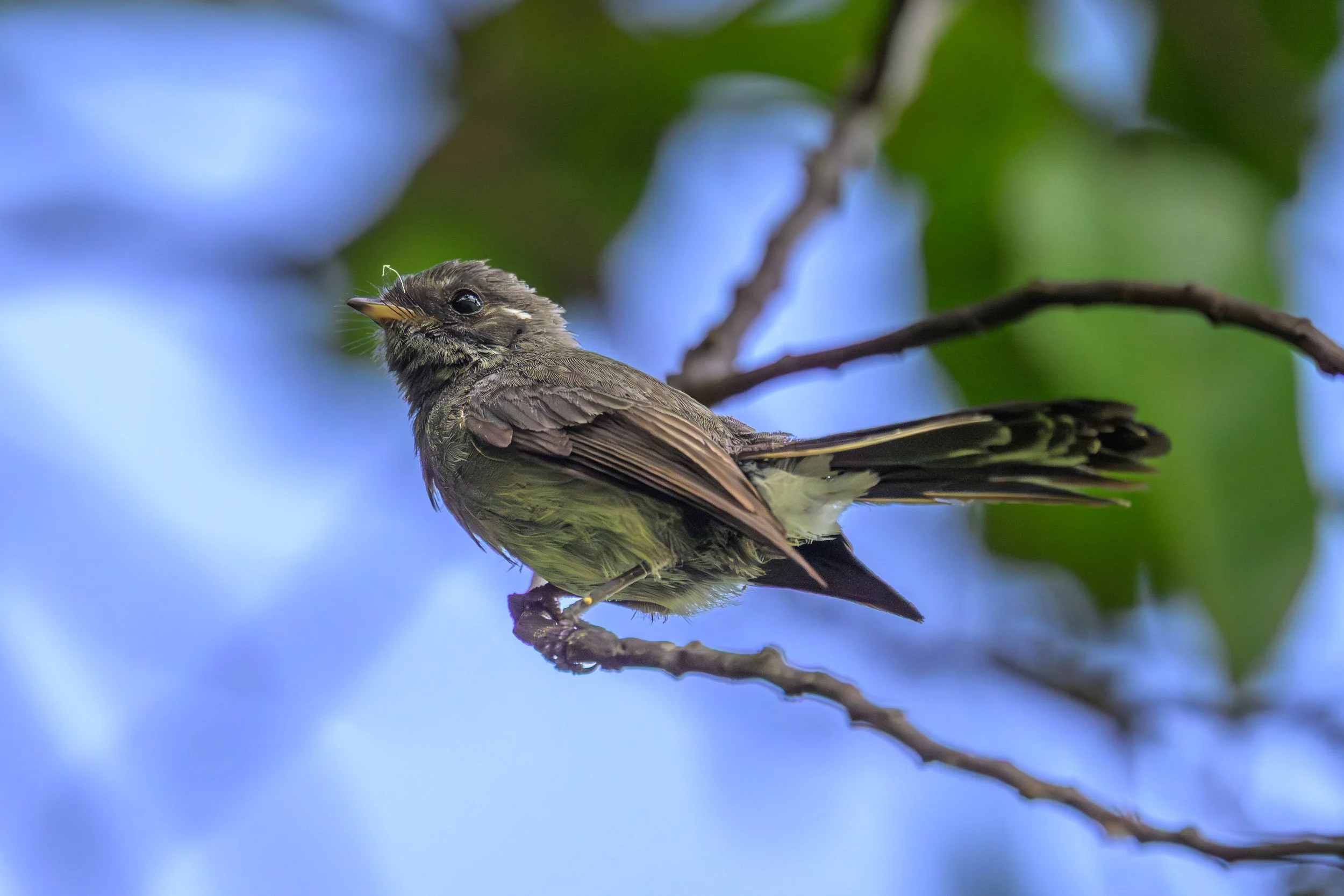 Samoan Fantail (Rhipidura nebulosa) sitting on a branch on Upolu, Samoa.