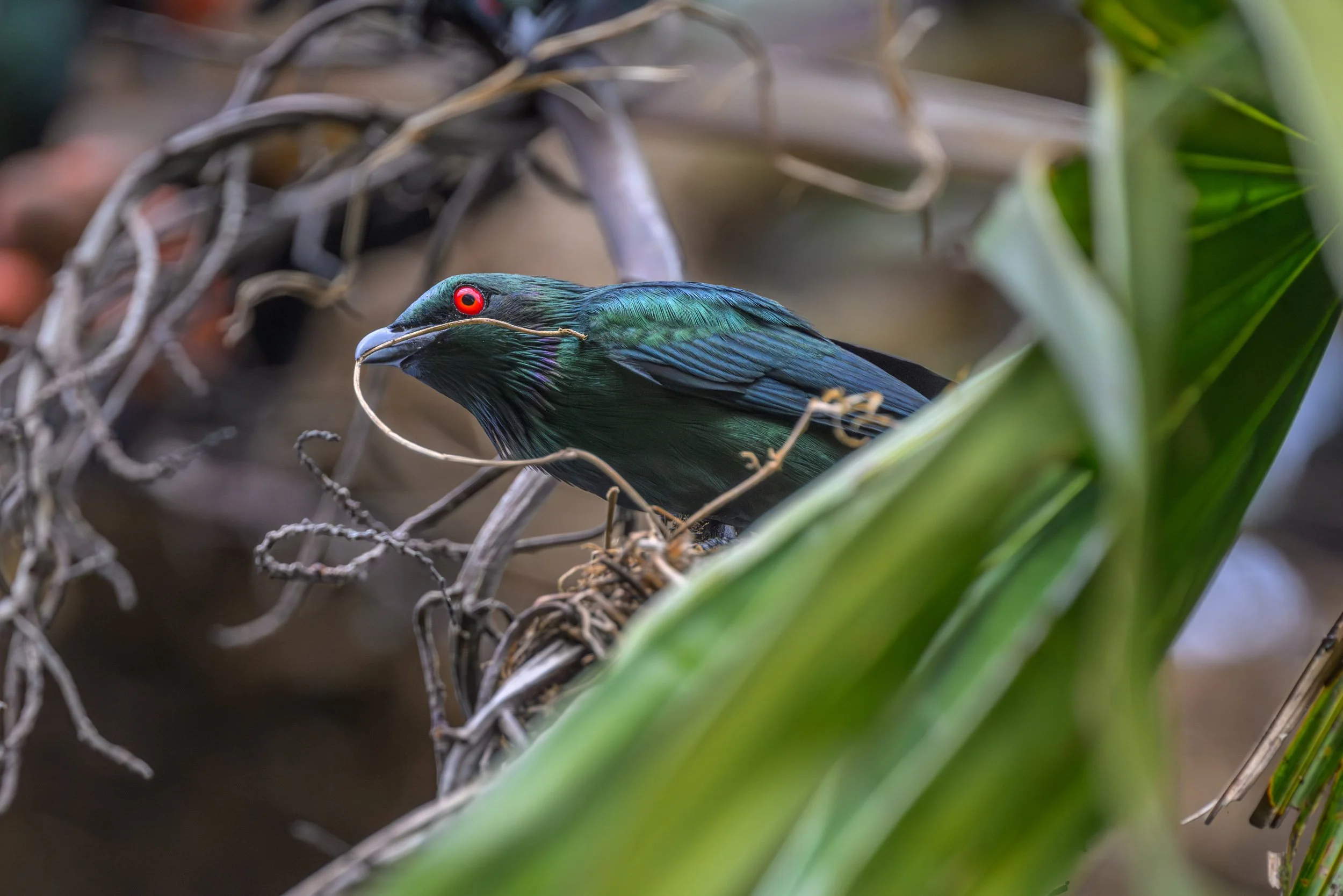 Metallic Starling (Aplonis metallica) photographed in Pomio District, East New Britain, Papua New Guinea.