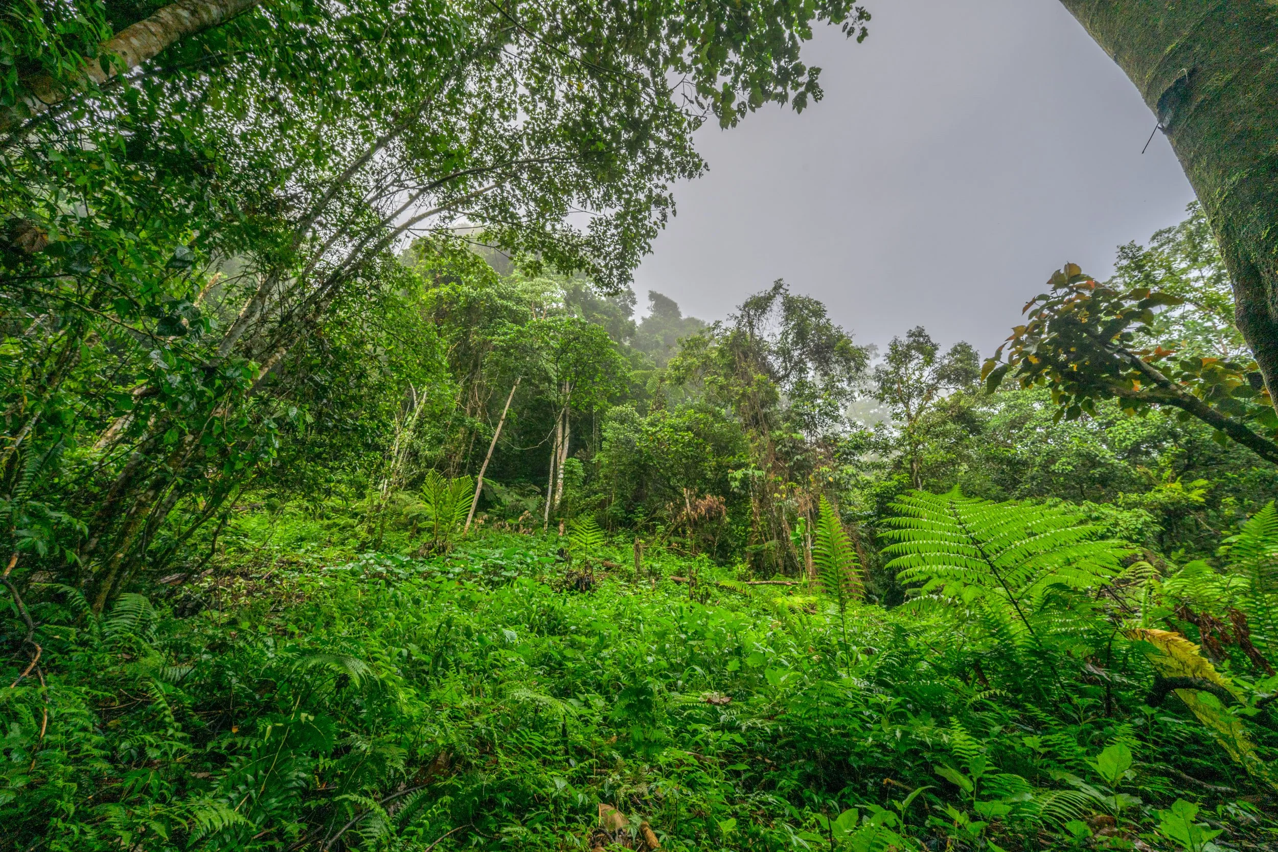 wwf-pomio-conservation-papua-new-guinea-tom-vierus-27.jpg