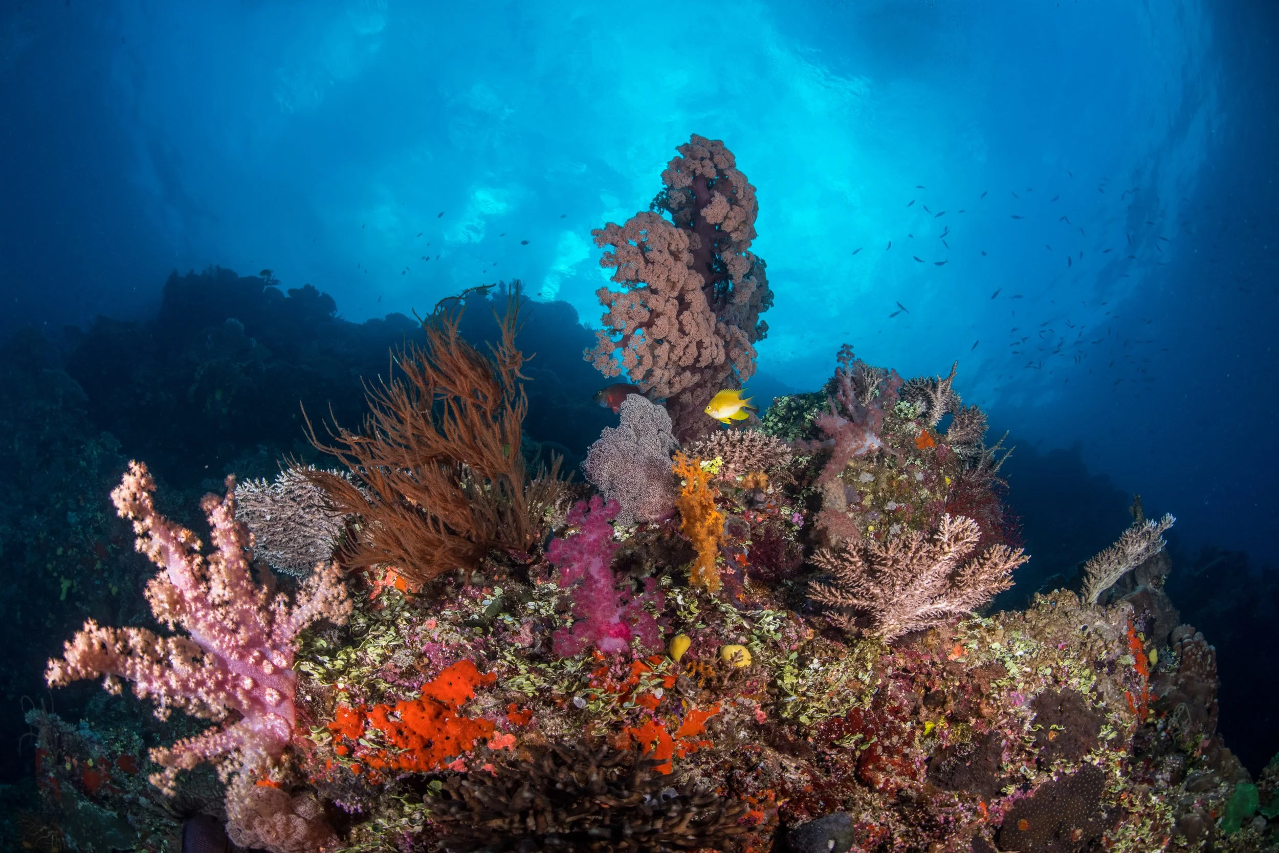 diverse-hard-soft-coral-reefscape-namena-marine-reserve-fiji-18.jpg