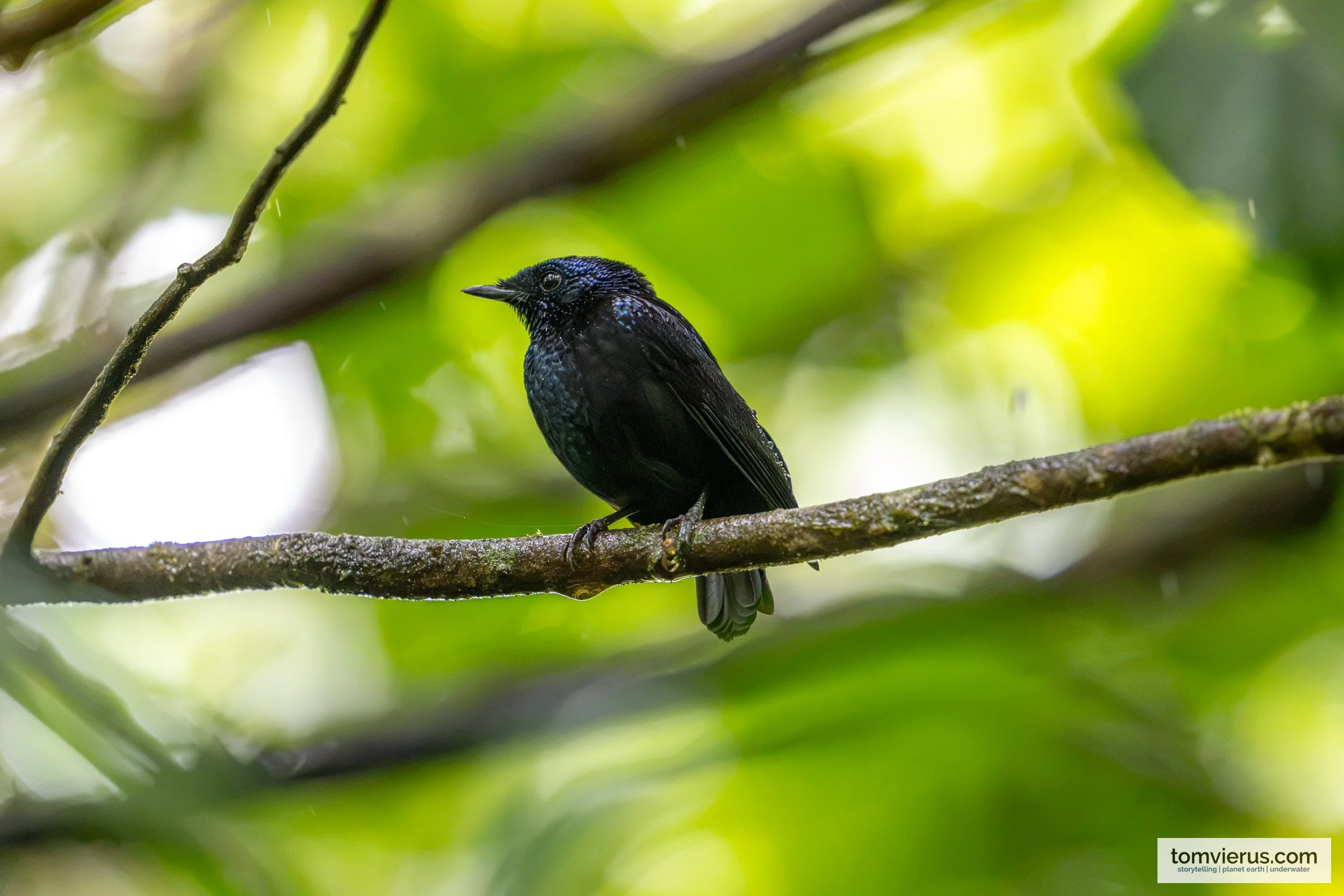 Taveuni Silktail on Taveuni, Fiji.