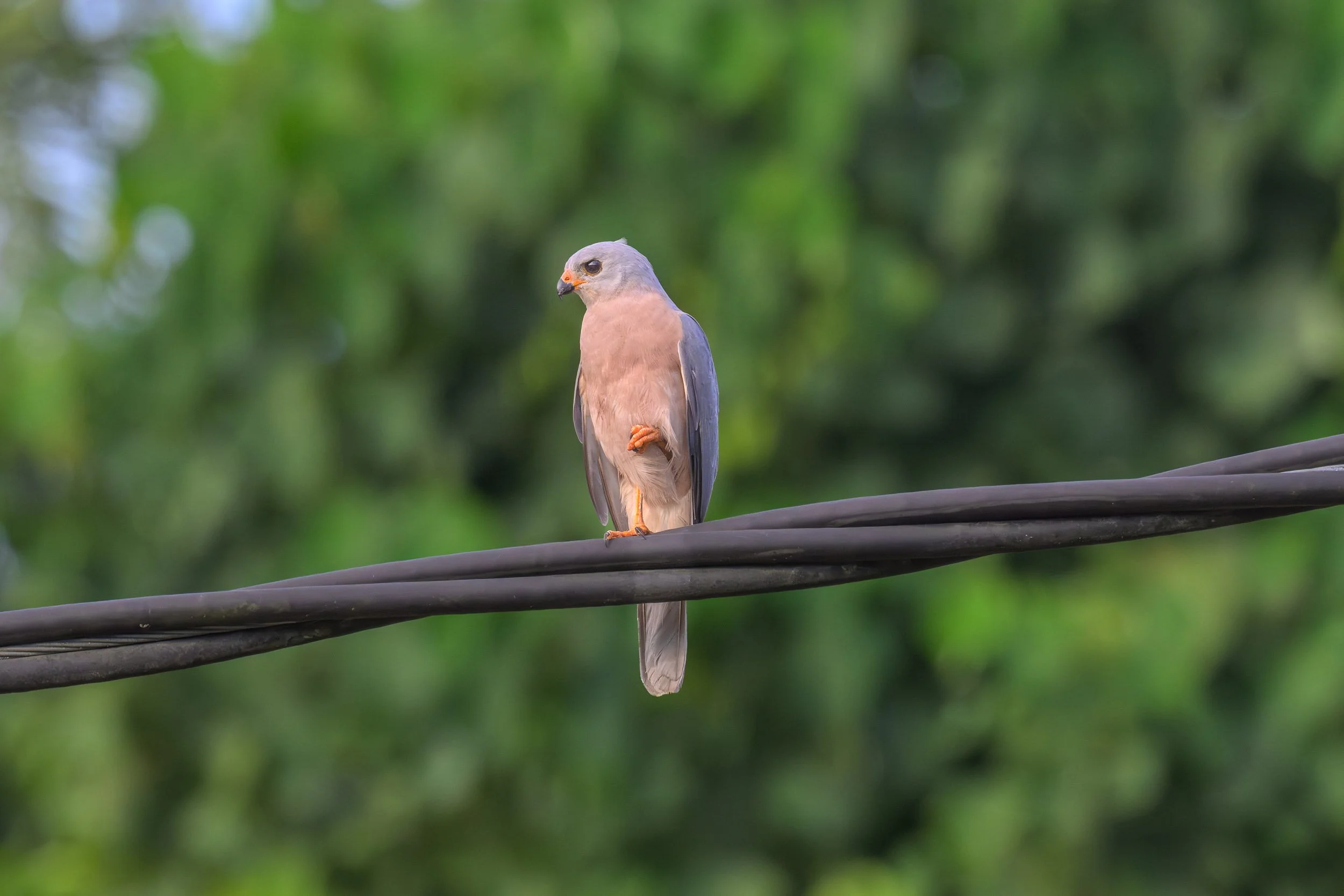 An adult Variable Goshawk (Tachyspiza hiogaster dampieri), one of 22 recognised subspecies, perched on an electricity line at an oil palm plantation in Pomio, Papua New Guinea.