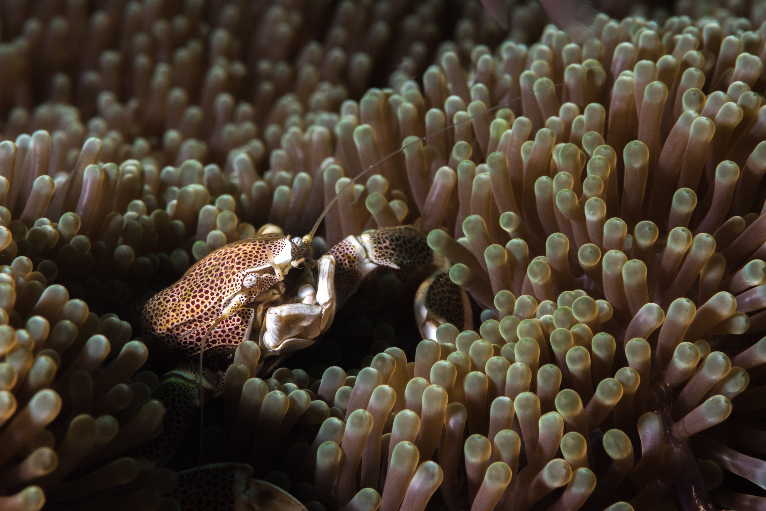A Spotted Porcelain Crab (Neopetrolisthes maculatus) sheltering among the tentacles of a sea anemone off Bali, Indonesia.