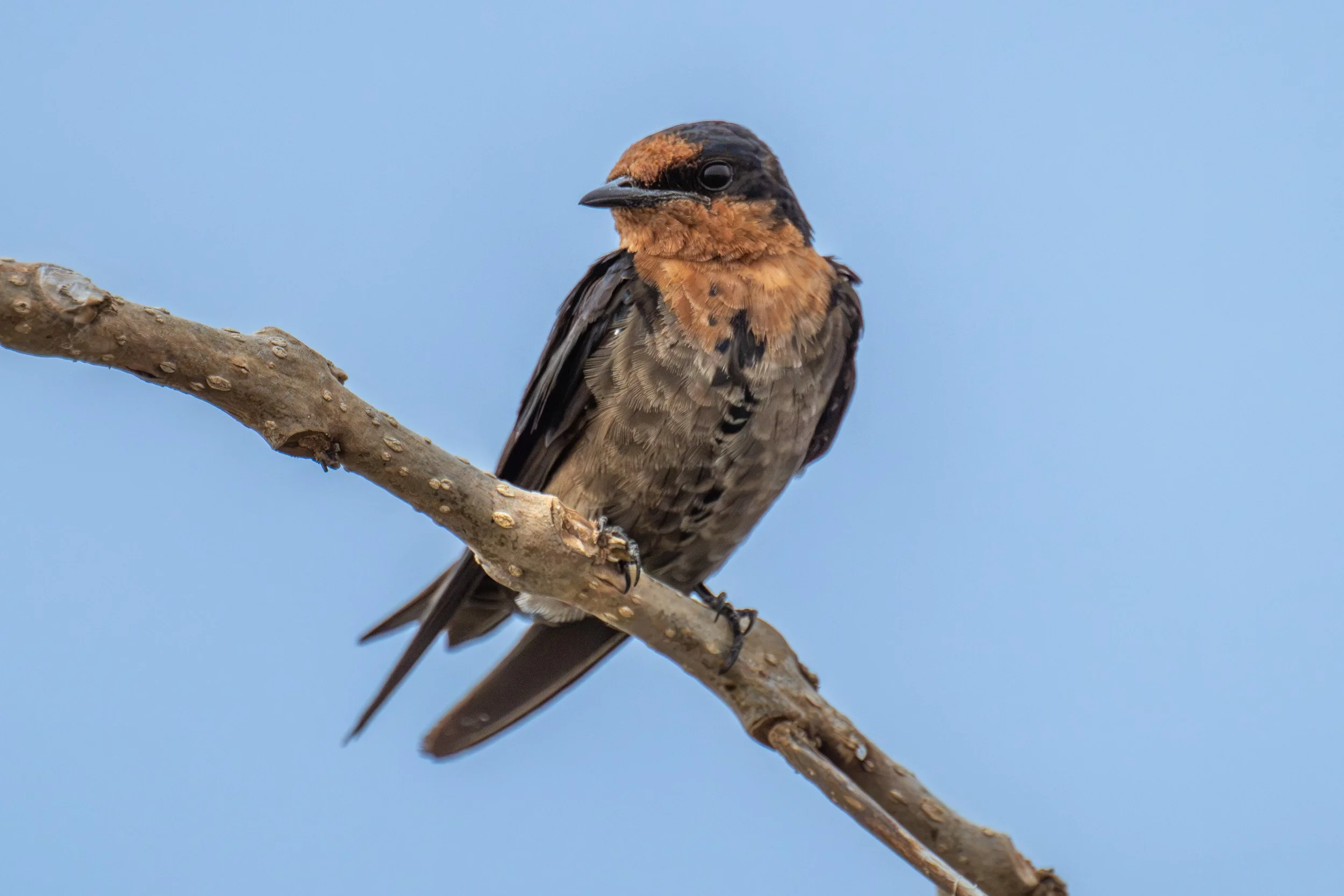 Pacific swallow in Suva on Viti Levu, Fiji.