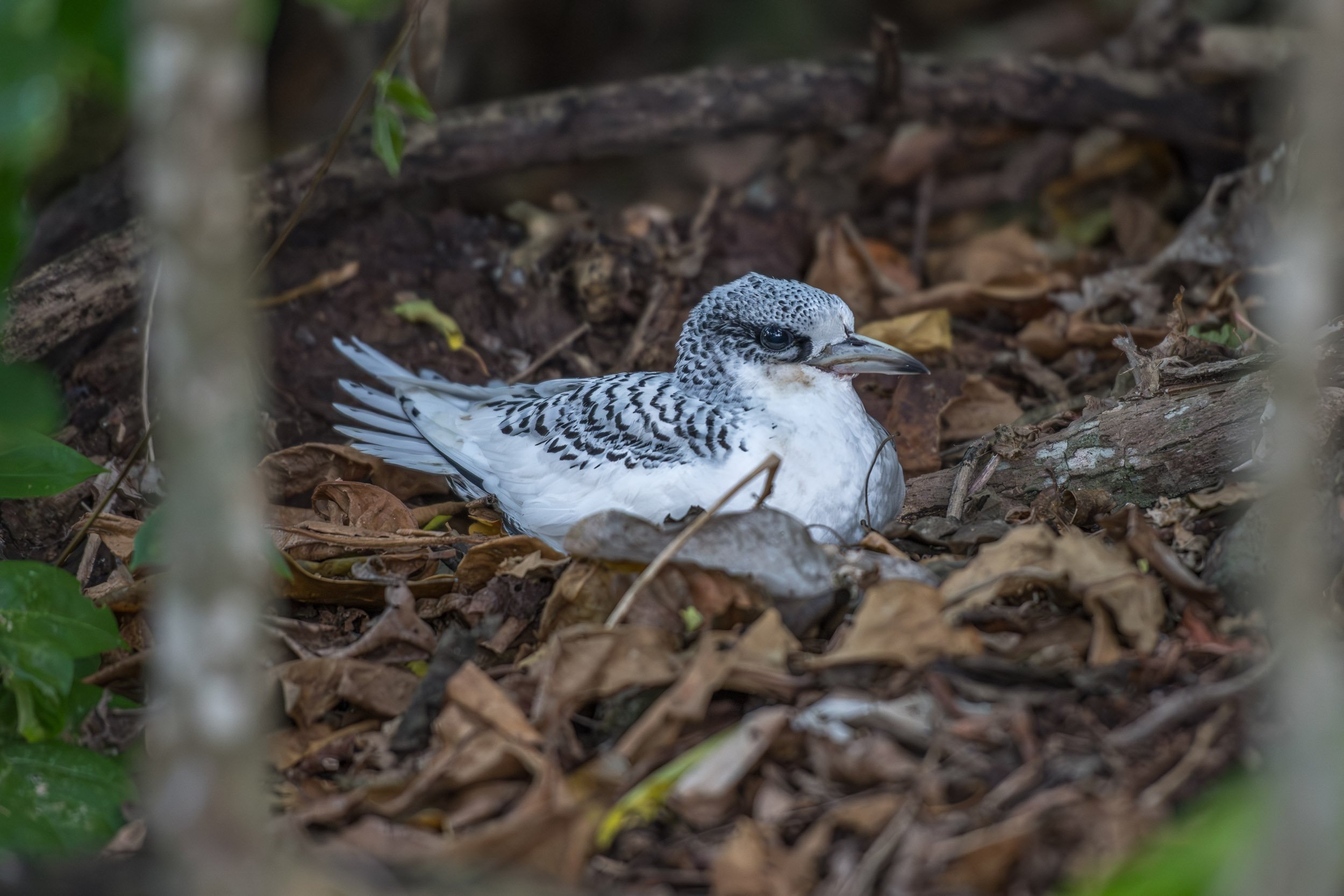 White-tailed Tropicbird (Phaethon lepturus) breeding on the ground of a small island near Vanua Levu, Fiji, where these elegant tropical seabirds nest on remote islands, cliffs and forested coastal areas.