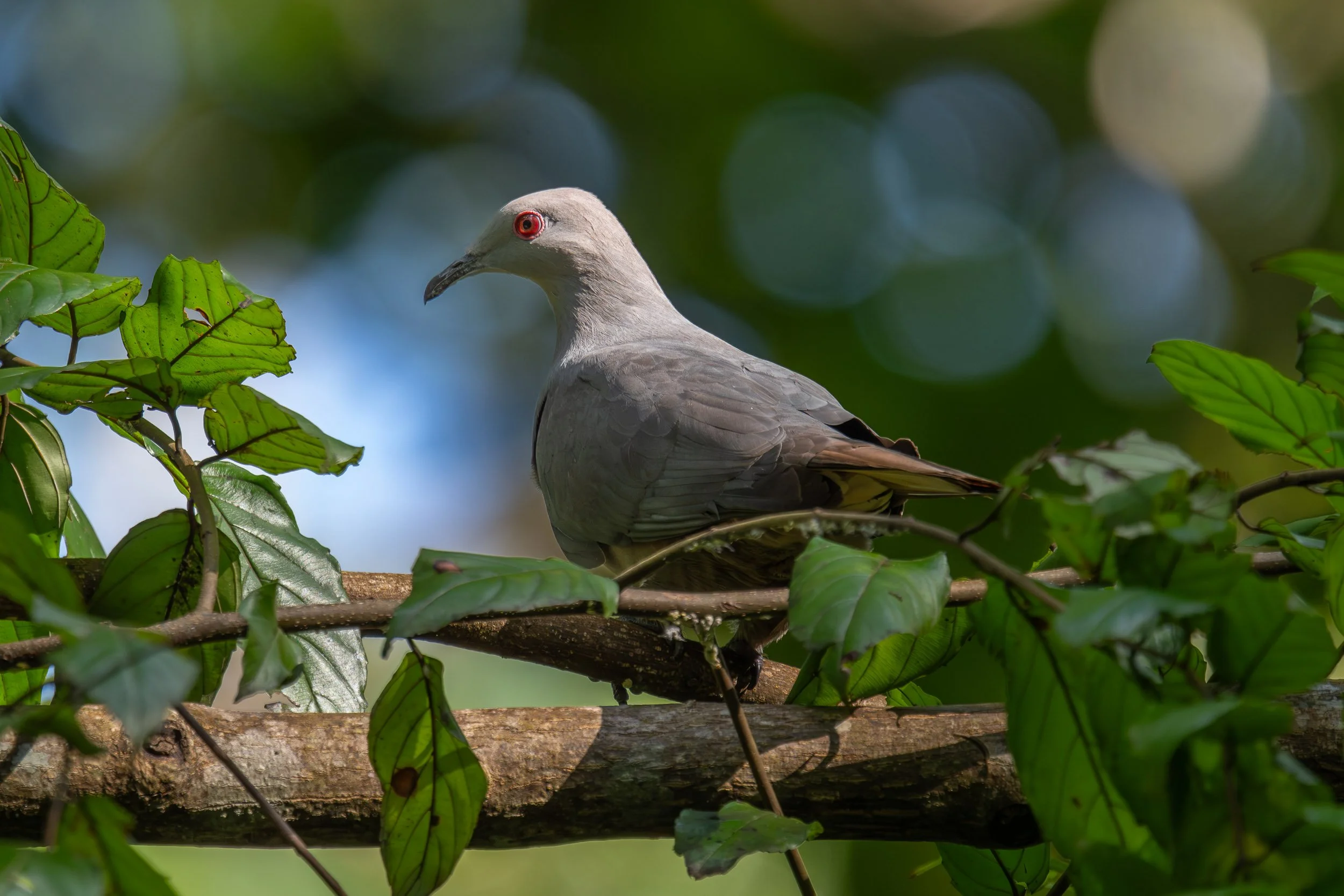 Barking Imperial-Pigeon (Ducula latrans), an endemic bird of Fiji photographed in Colo-i-Suva on Viti Levu, Fiji.