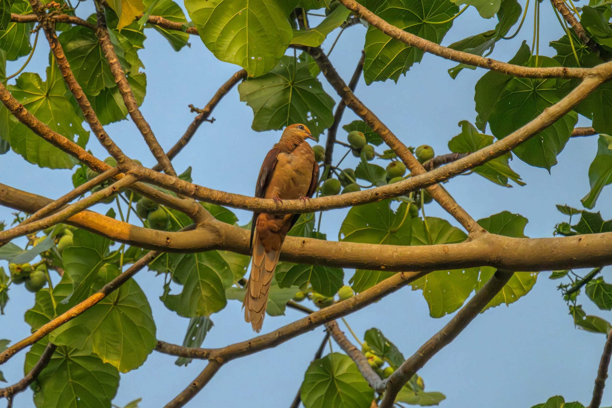 An Amboyna Cuckoo-Dove (Macropygia amboinensis) perched in a tree near Palmalmal, East New Britain, Papua New Guinea.