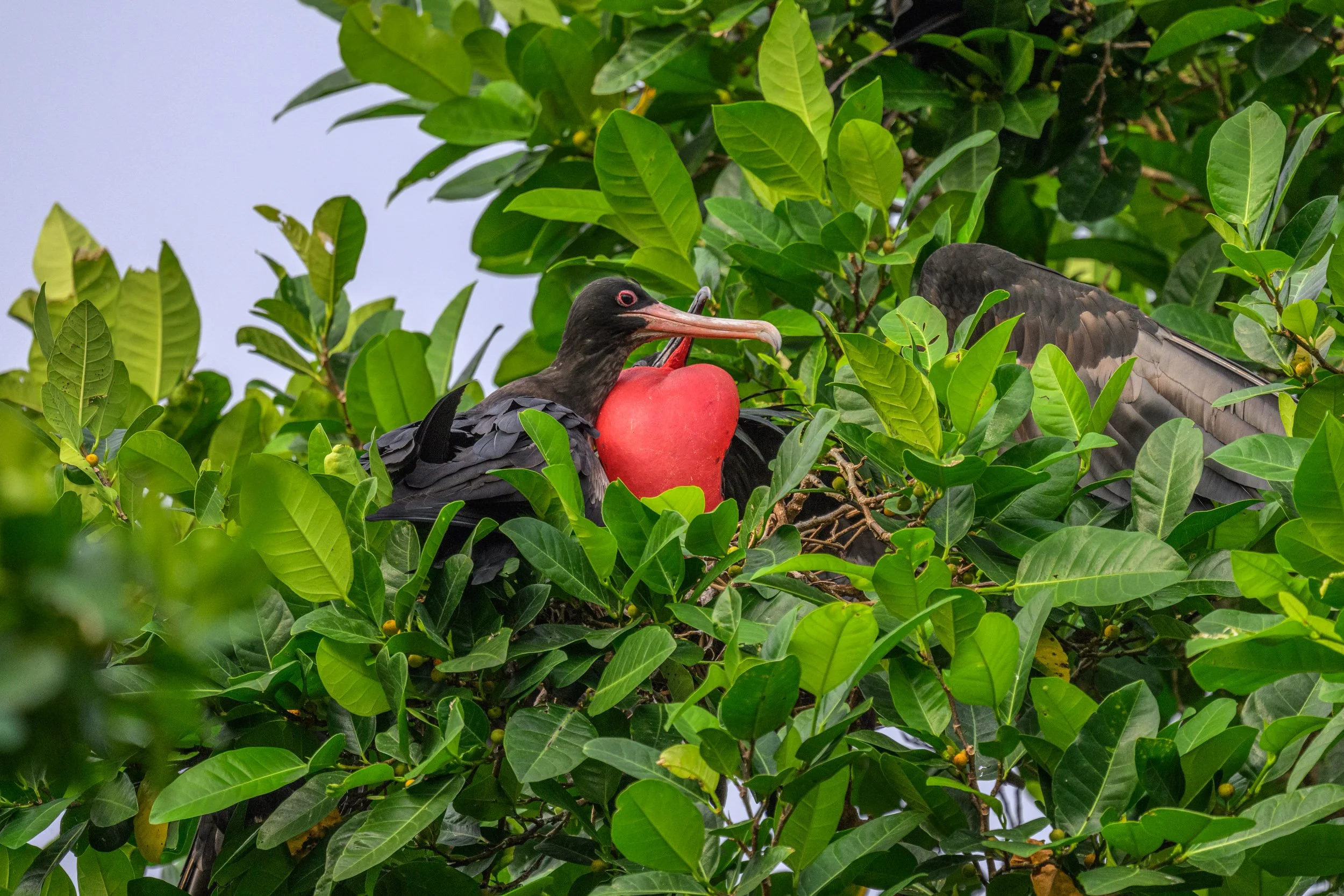 Two Great Frigatebirds (Fregata minor) displaying during courtship on Tench Island, an important breeding site within the Murat Marine Protected Area, Papua New Guinea.