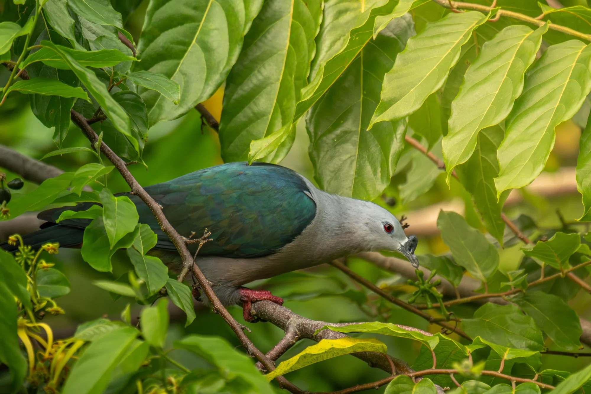 Birdlife International_Tom Vierus_Manumea Expedition-2.jpg