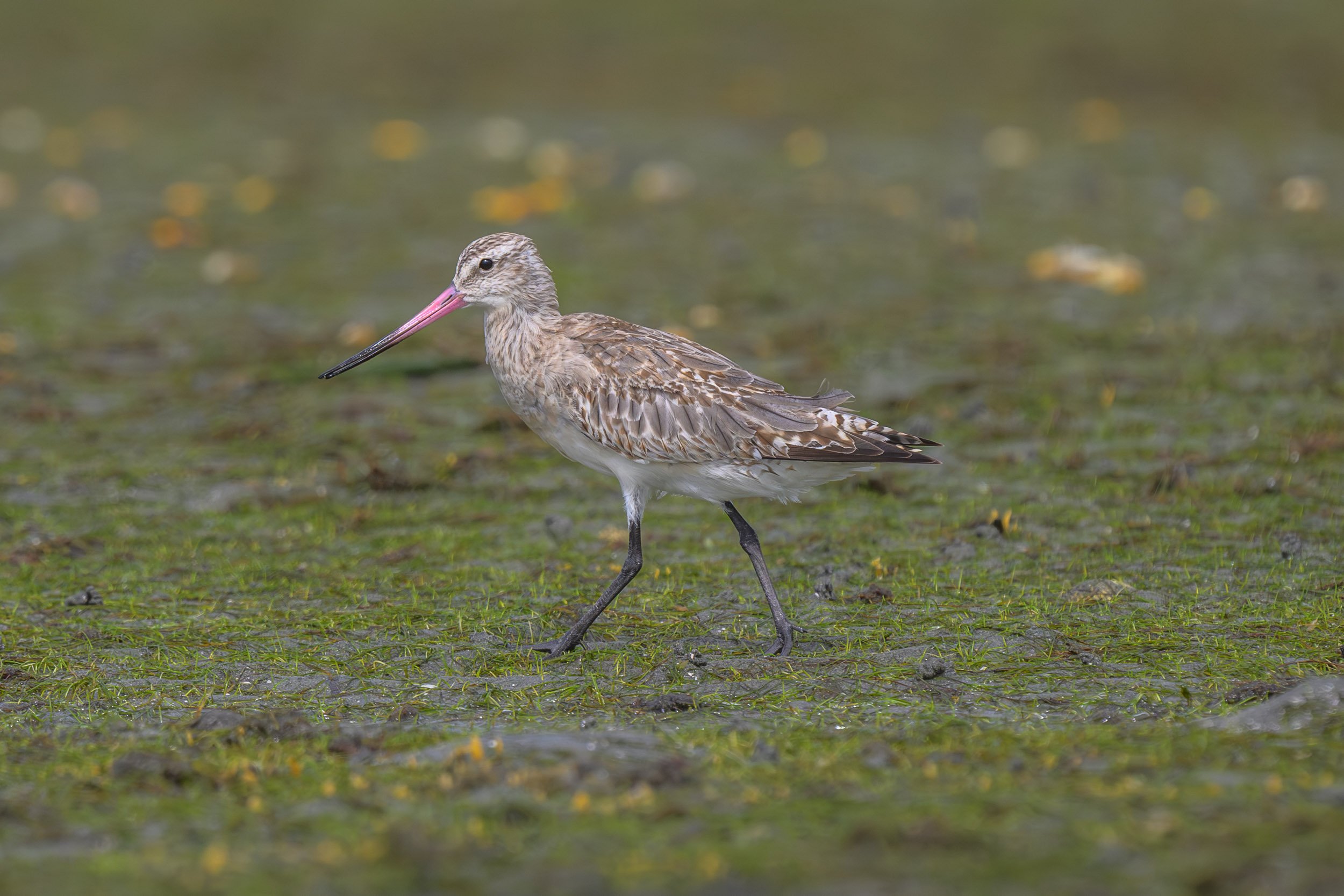 Bar-tailed Godwit (Limosa lapponica) photographed along the Suva foreshore on Viti Levu, Fiji.