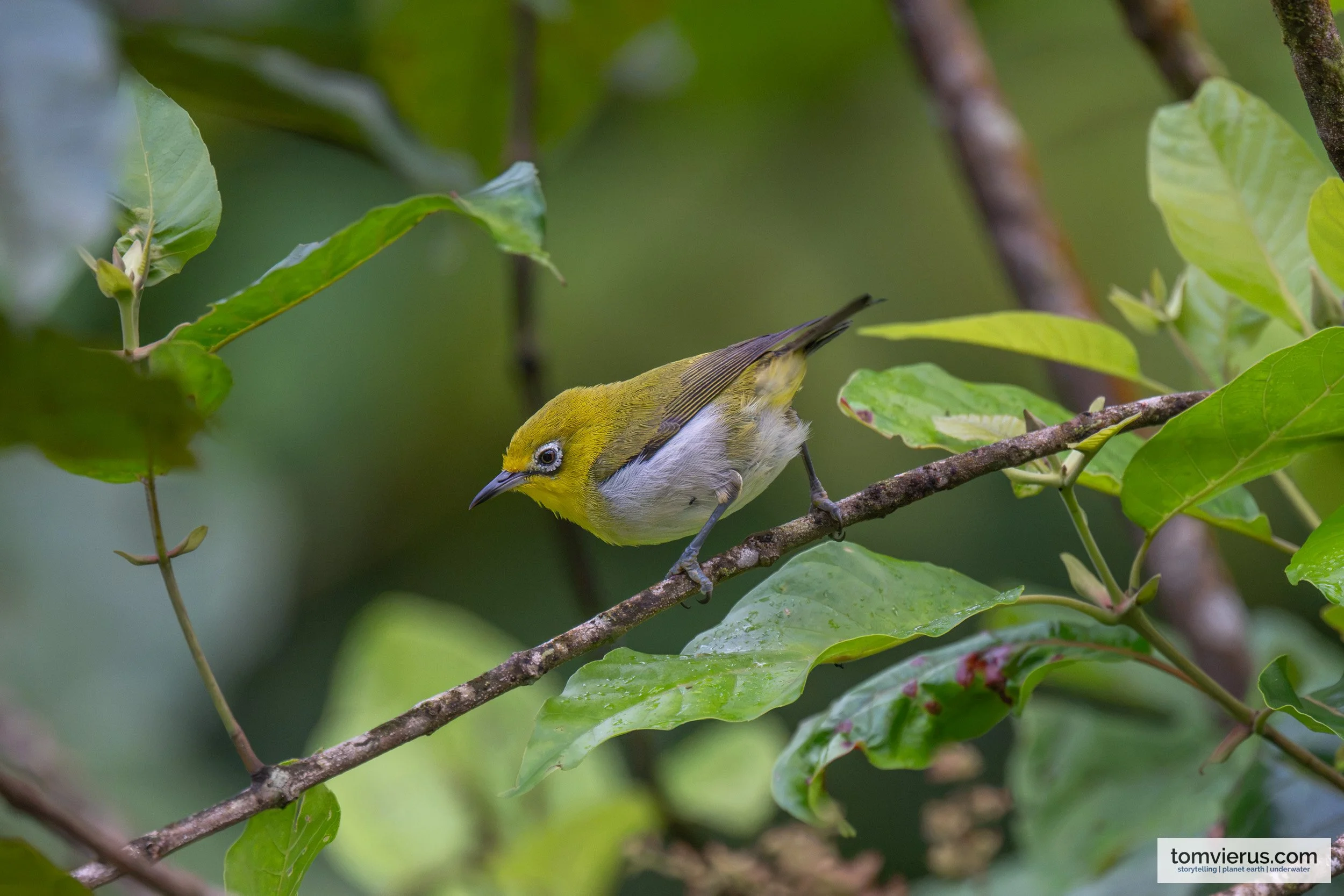 Fiji White-eye perched beside Namosi Road on Viti Levu, Fiji.