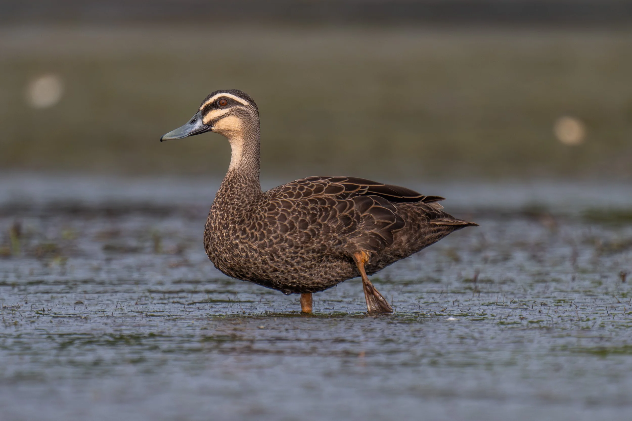 Pacific black duck at Suva’s foreshore on Viti Levu, Fiji.