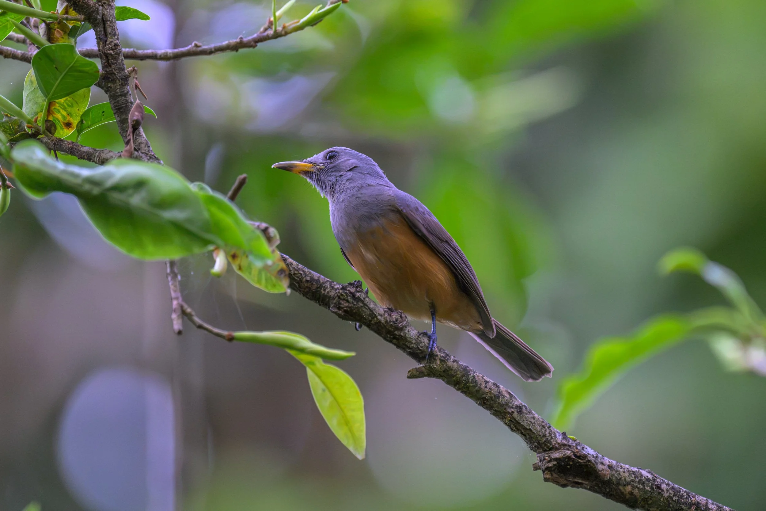 Island Monarch (Monarcha cinerascens perpallidus) perched on Tench Island, New Ireland Province, Papua New Guinea.