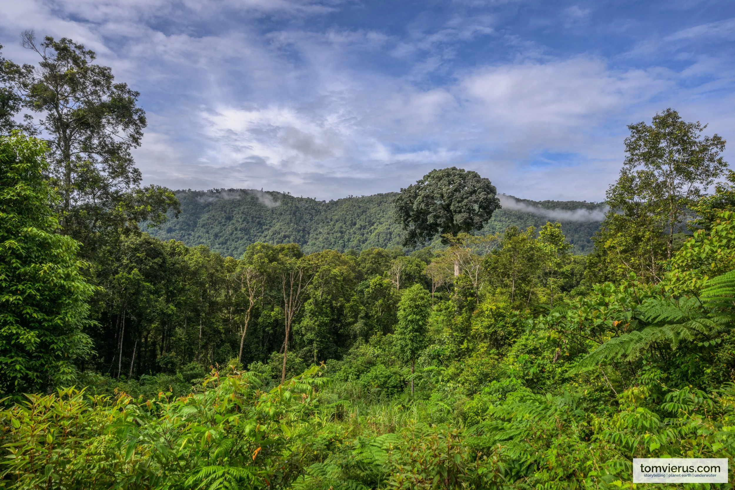 Lush forest and regenerating vegetation beneath mist-covered hills in Pomio, New Britain, where I photographed the New Britain Goshawk.