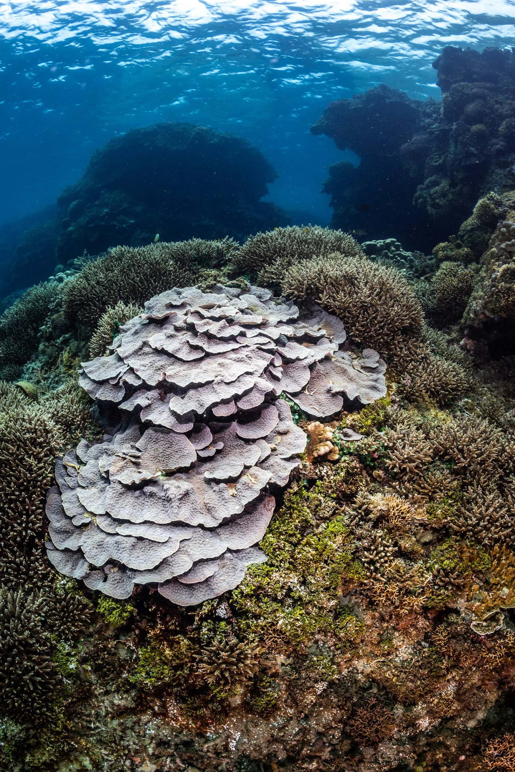 Large coral colonies growing in the waters surrounding Tanna Island, Vanuatu.