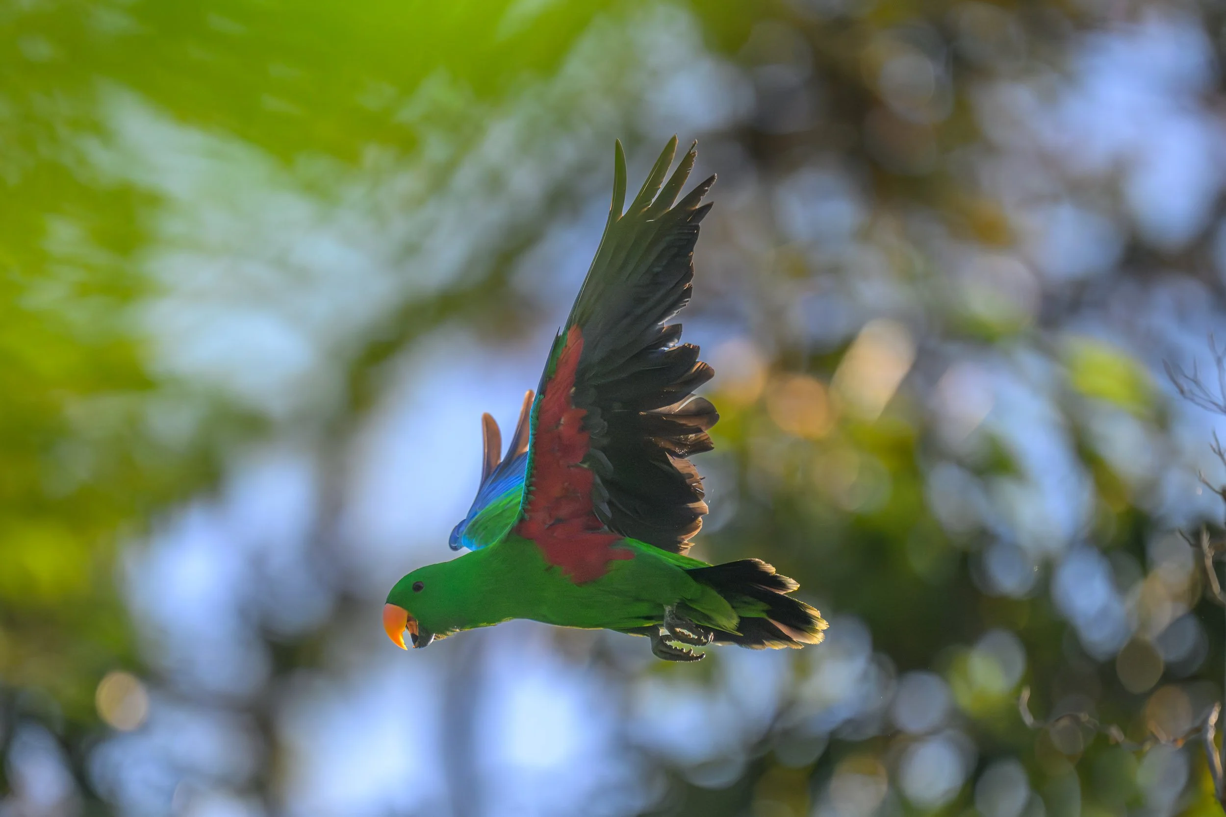 wwf-pomio-conservation-papua-new-guinea-tom-vierus-24.jpg