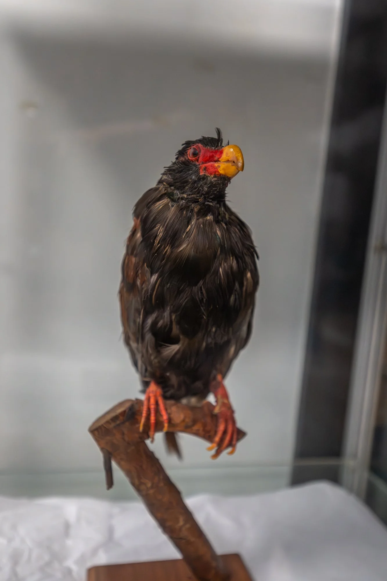 Birdlife International_Tom Vierus_Manumea Expedition-15.jpg