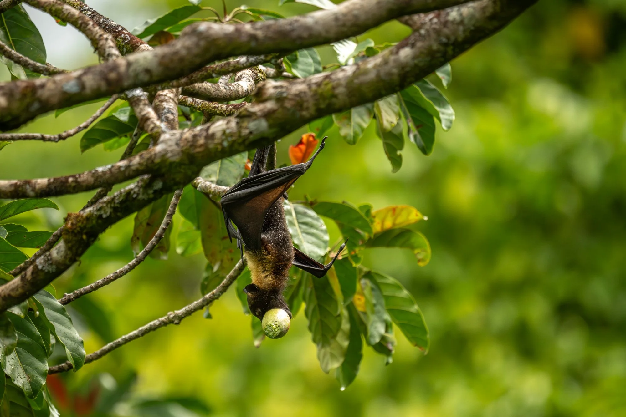 Birdlife International_Tom Vierus_Manumea Expedition-68.jpg