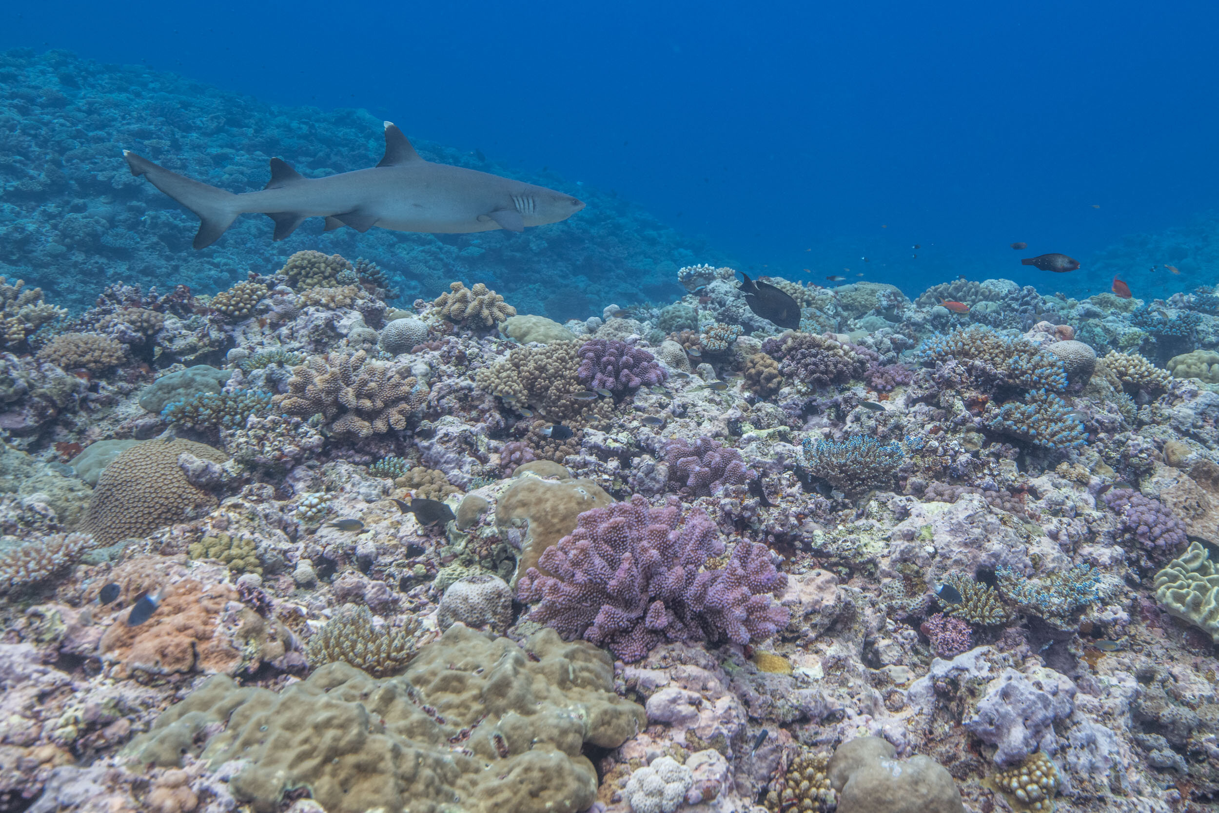 Great Sea Reef Expedition23.jpg