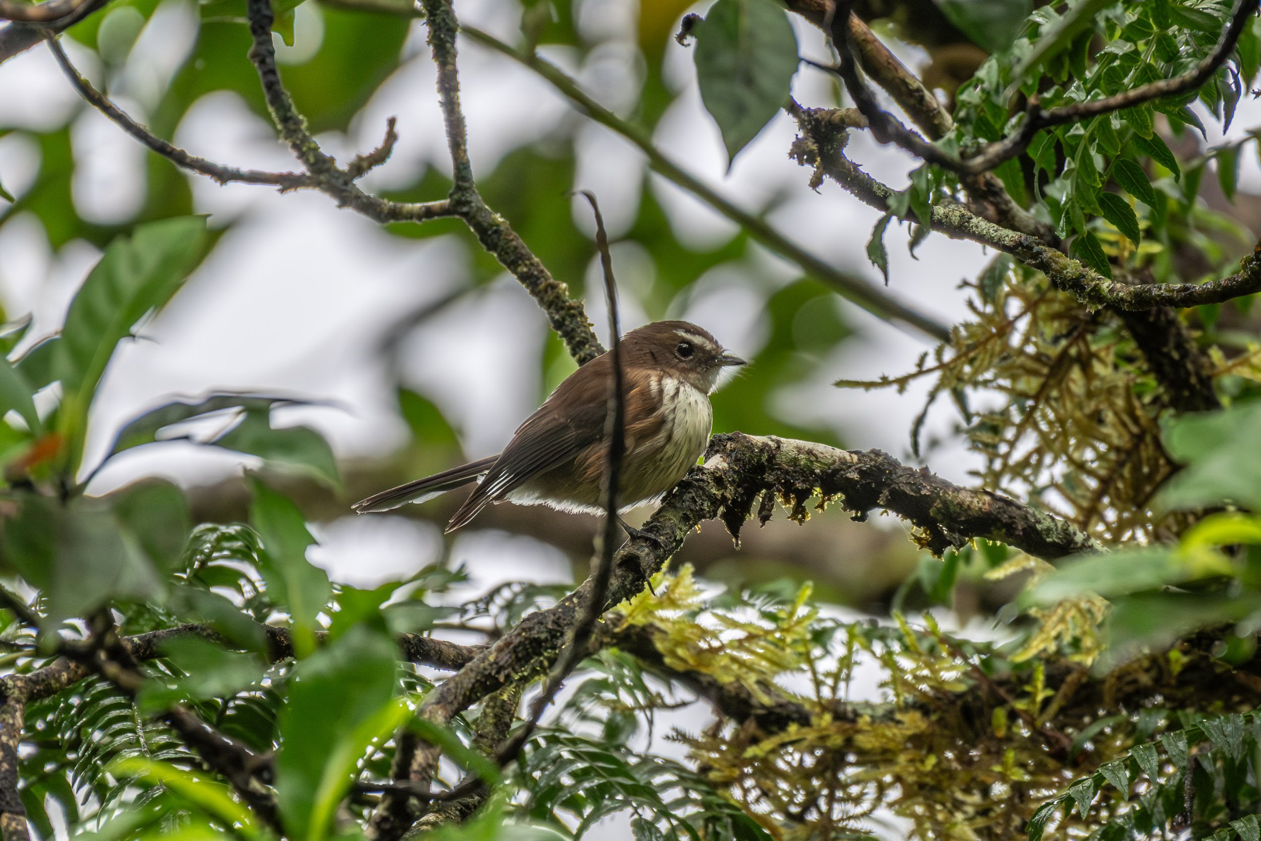 Fiji Streaked Fantail (Rhipidura layardi rufilateralis) photographed on Taveuni, Fiji, a Taveuni-endemic subspecies found in native forest and other wooded habitats.