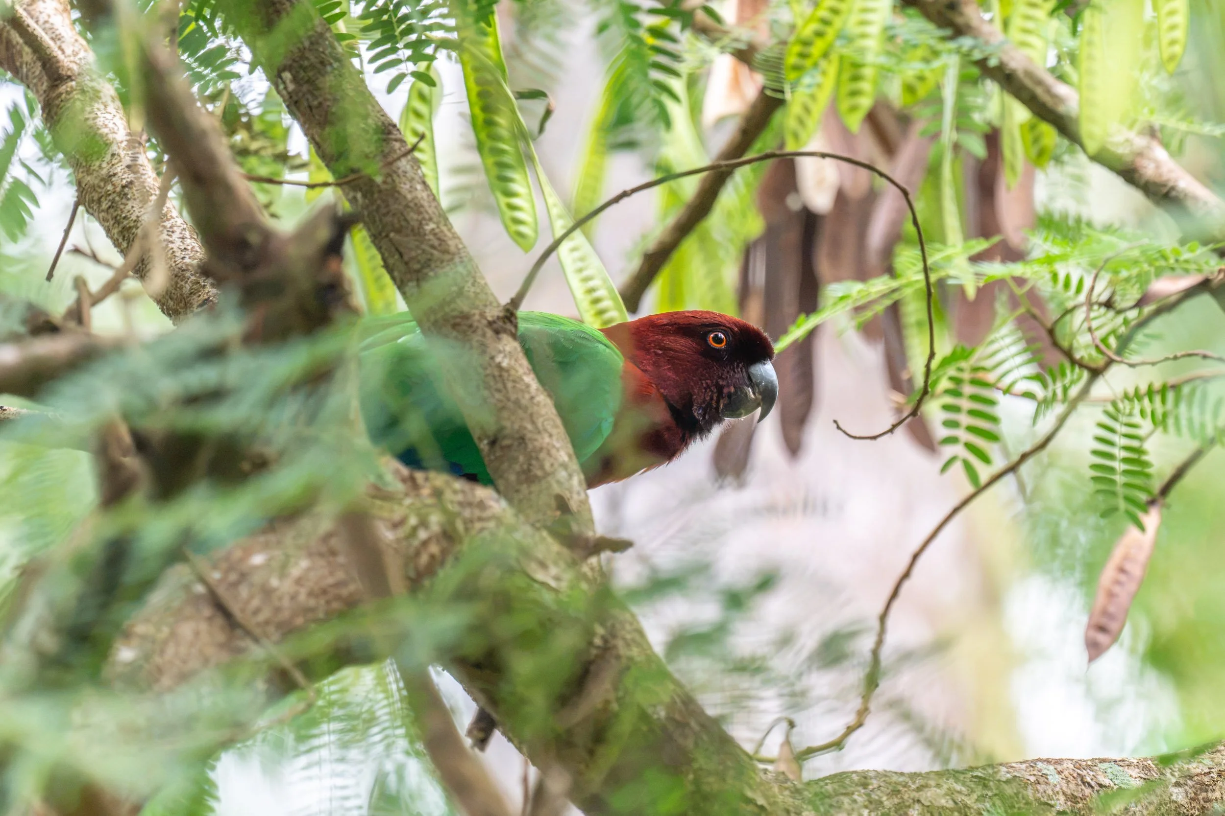 Red Shining-Parrot (Prosopeia tabuensis), also known as the Maroon Shining-Parrot, photographed perched in a tree on Taveuni, Fiji, where this endemic parrot inhabits forest and wooded habitats.