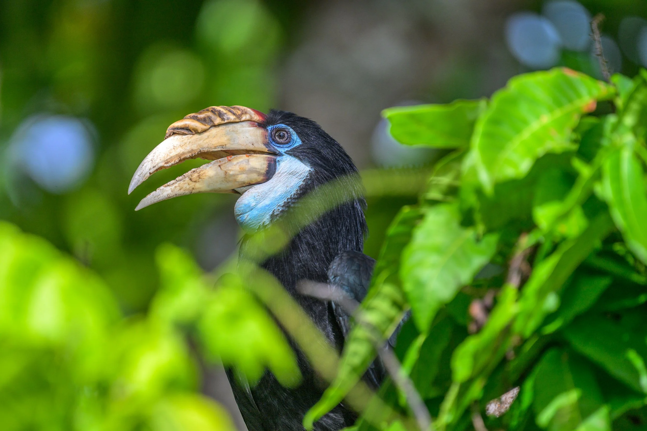 Portrait of a wild but habituated Blyth’s Hornbill (Rhyticeros plicatus) on the grounds of a resort near Kavieng, New Ireland, Papua New Guinea.