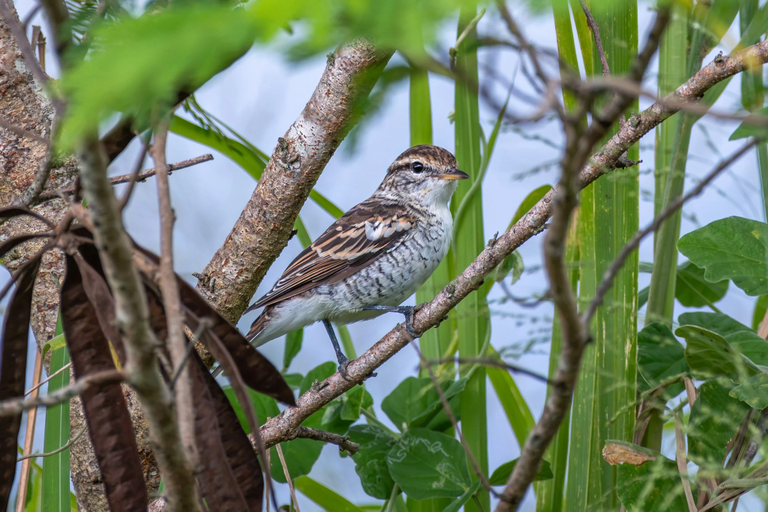 Polynesian Triller (Lalage maculosa) photographed at Momi Bay, Fiji. This native Pacific bird is widespread across Fiji and can be found in coastal vegetation, forest edges, gardens and other open habitats.