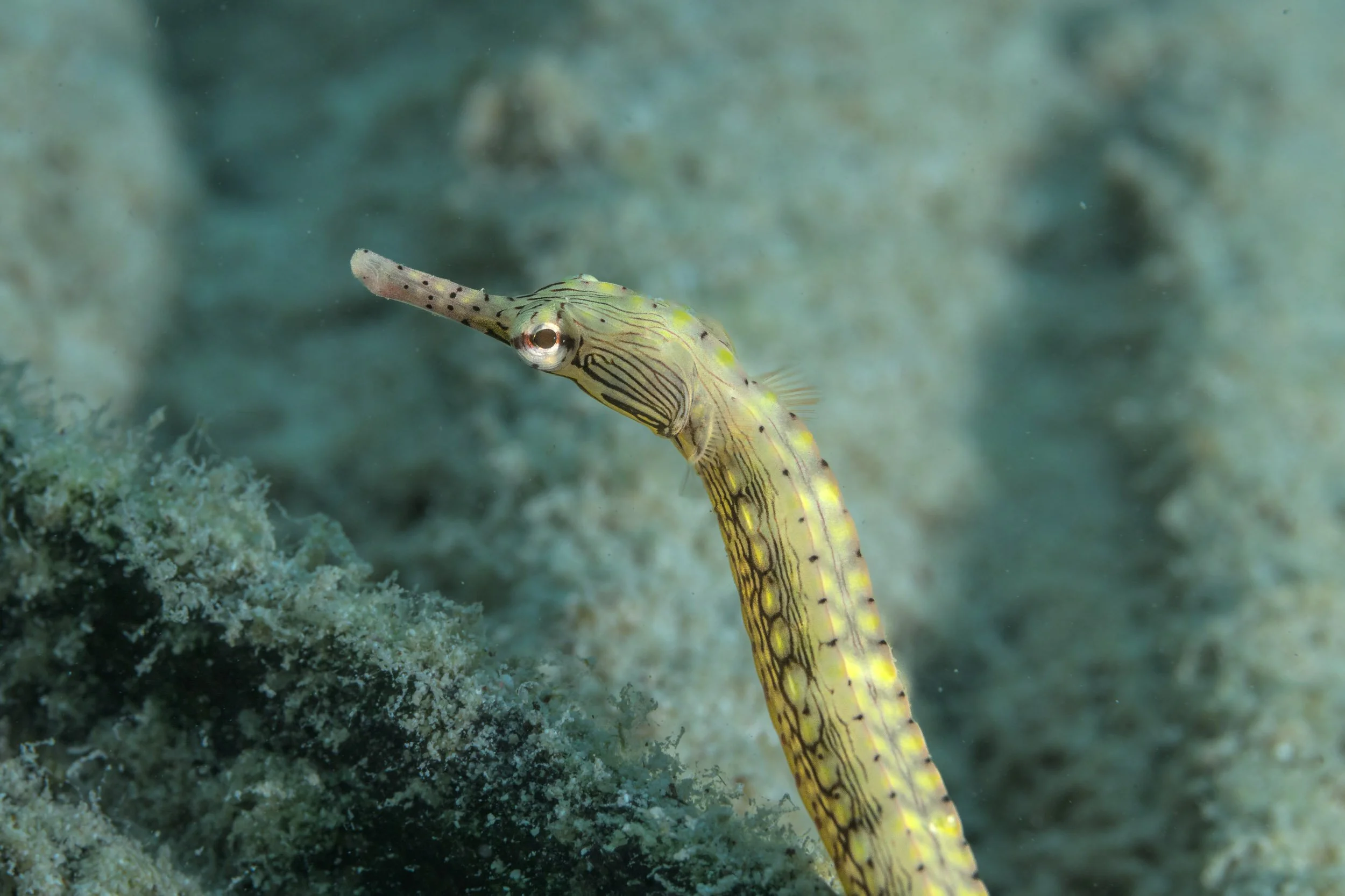 GIZ-kavieng-conservation-papua-new-guinea-tom-vierus-13.jpg