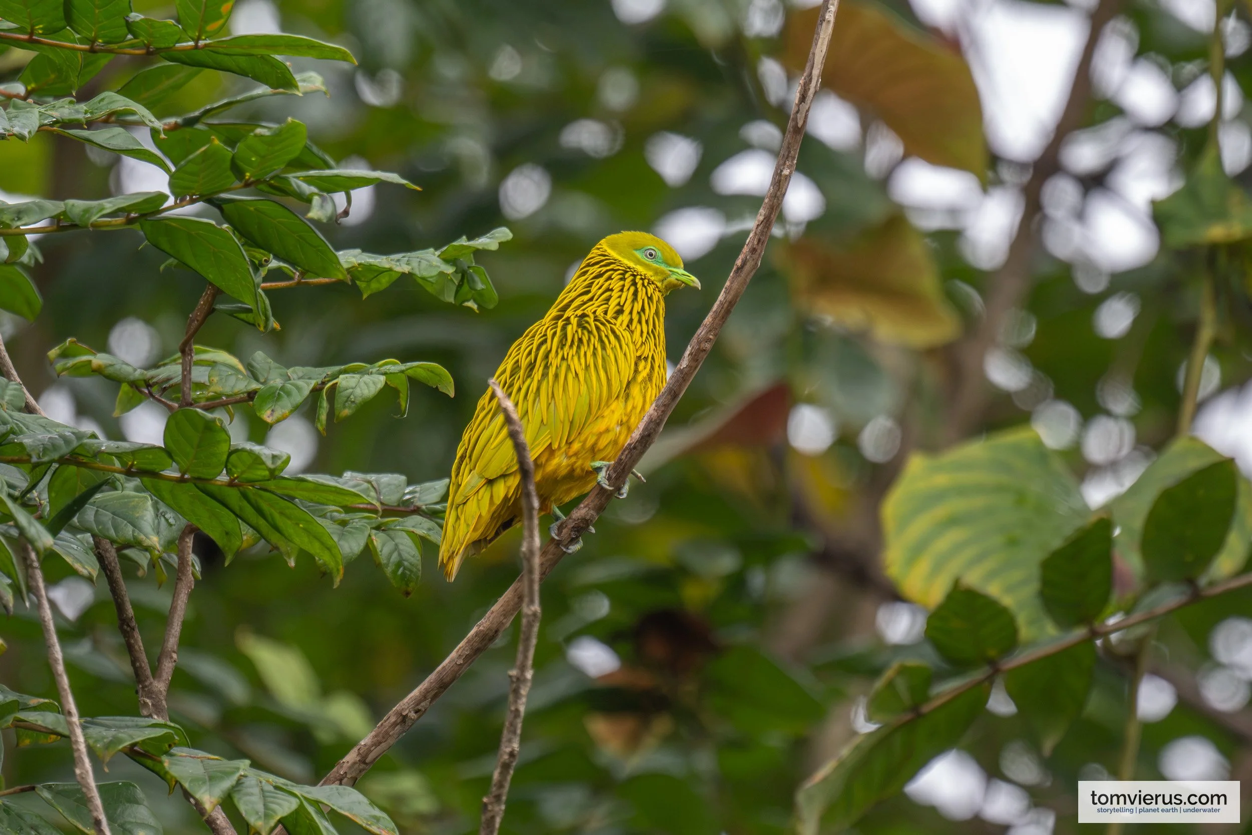 Male Golden Dove perched on a branch in Naitasiri, Viti Levu, Fiji.